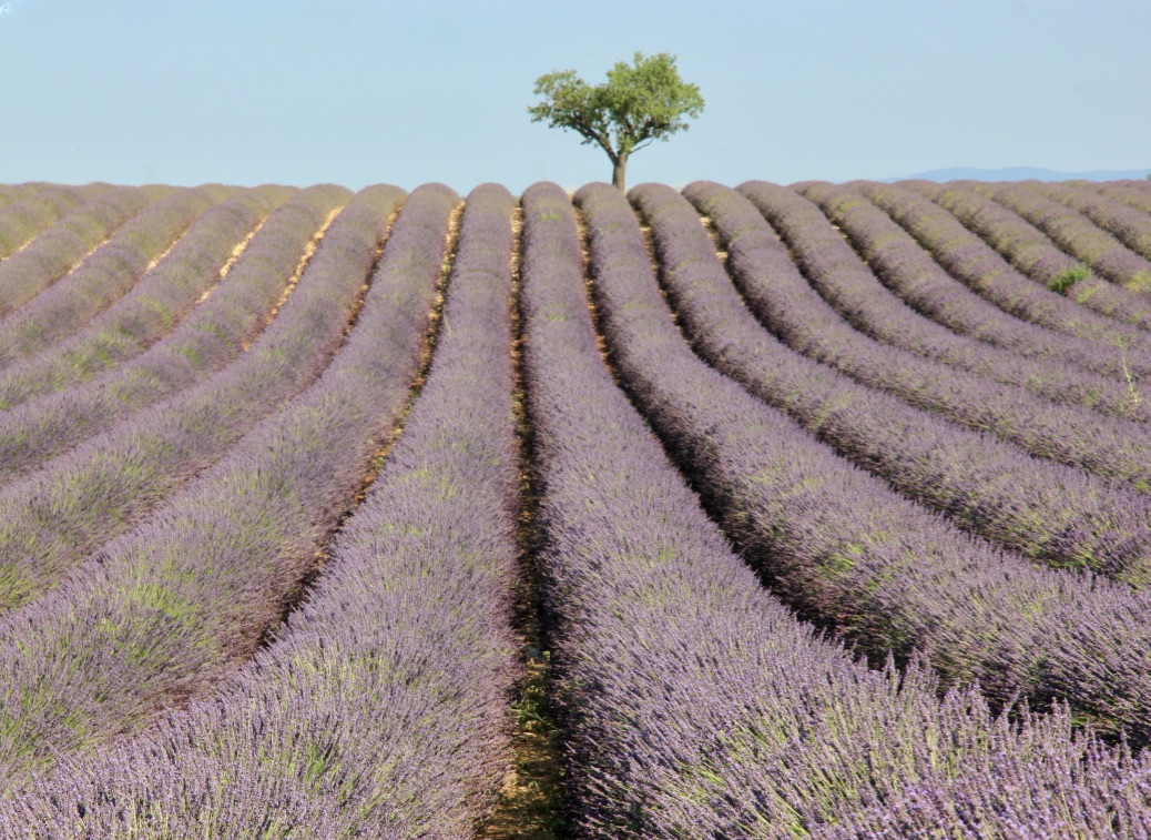 Campi di lavanda in Provenza