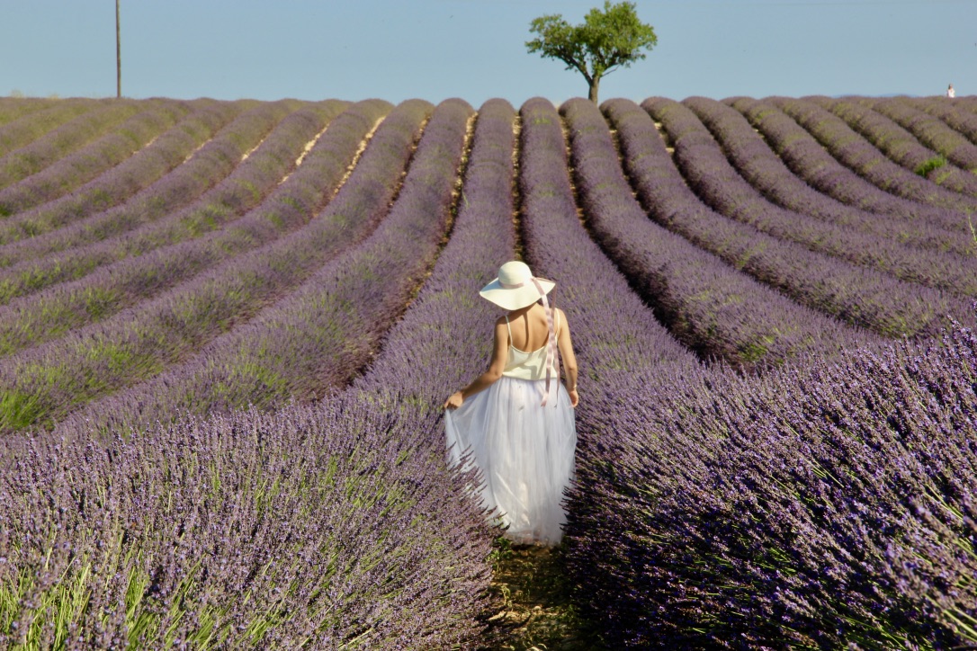 Valensole, fioritura della lavanda