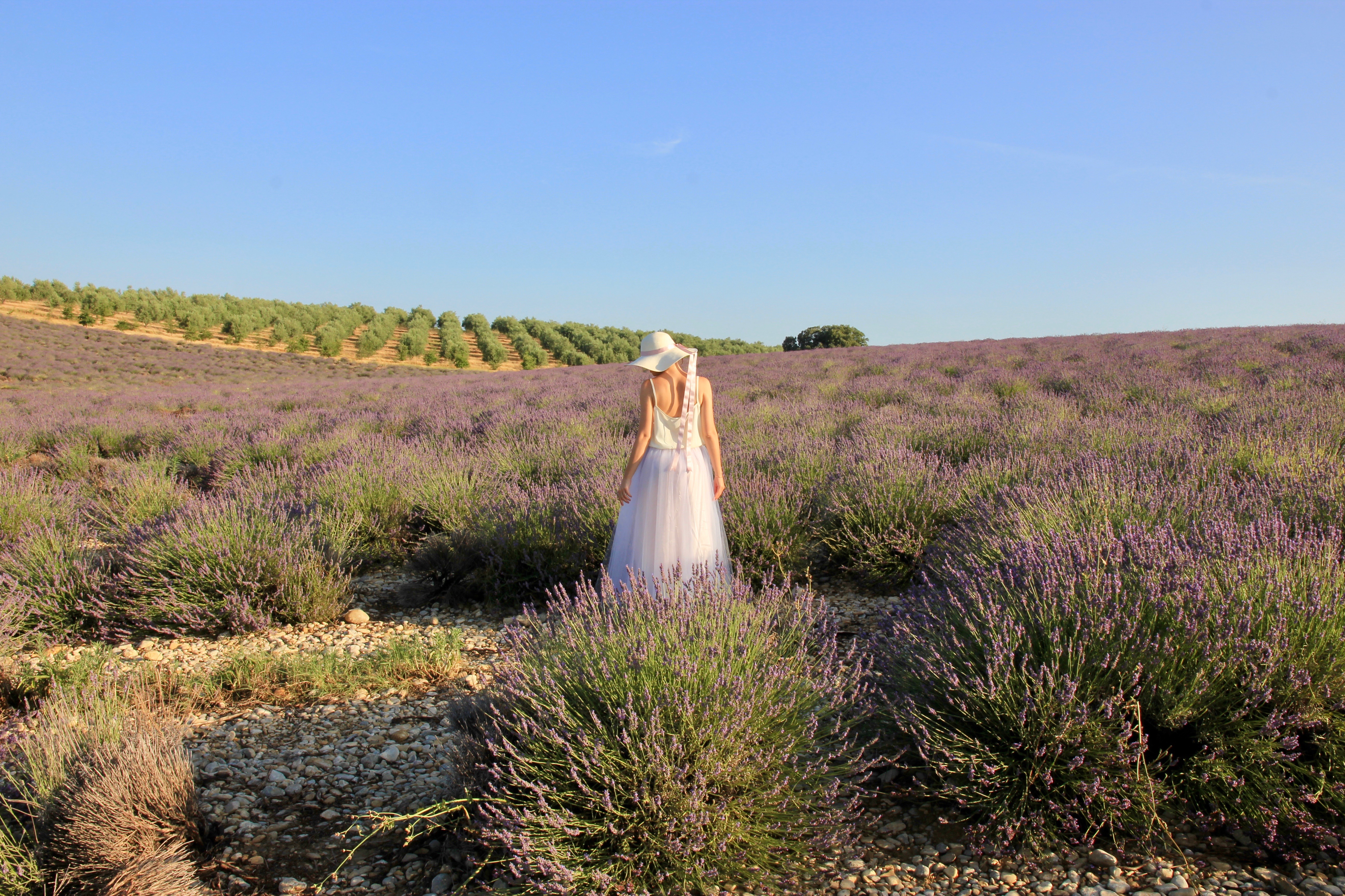 Valensole, campi di lavanda