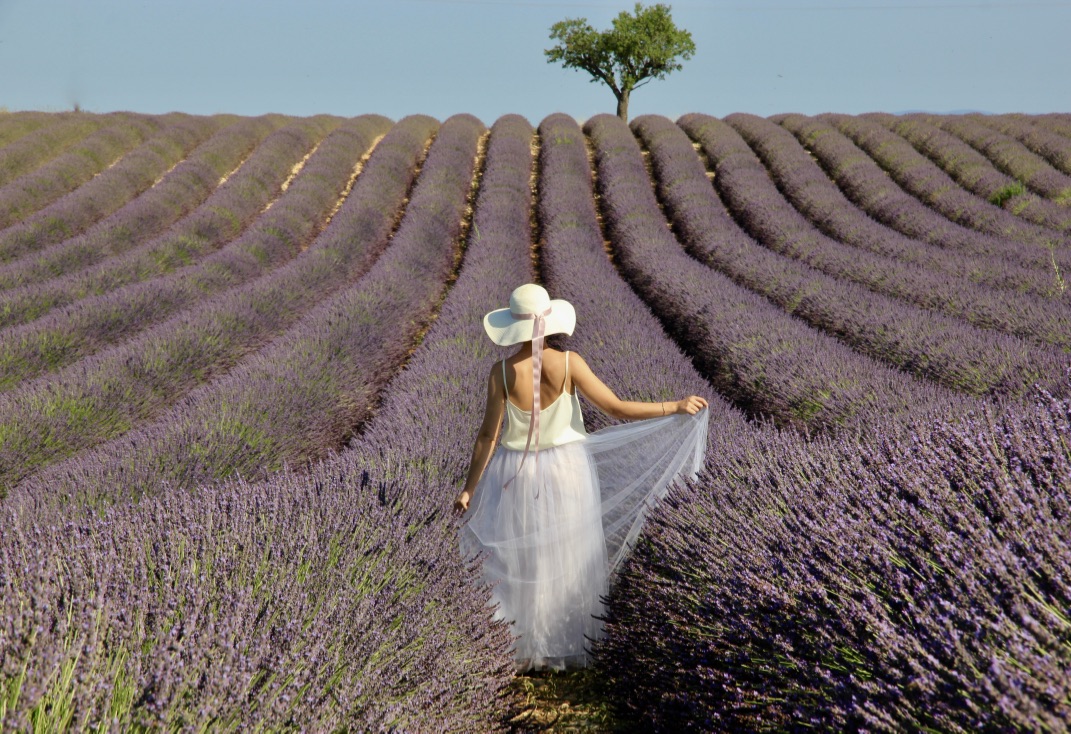 Campi di lavanda in Provenza