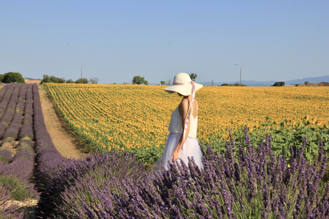 Campi di lavanda a Valensole