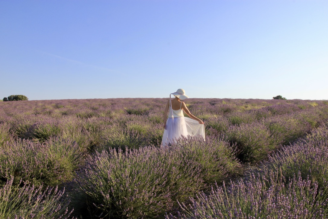 Campi di lavanda di Valensole