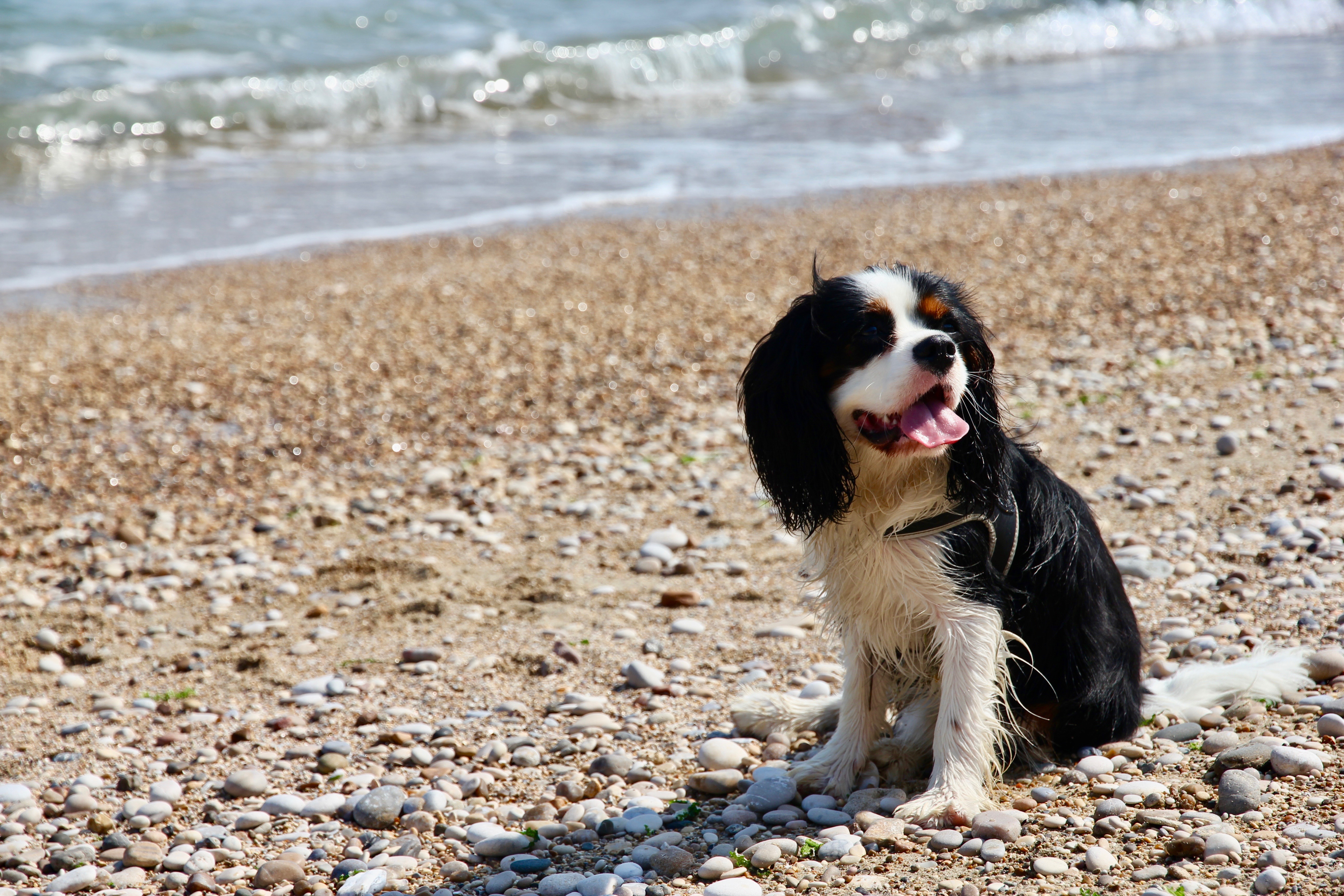 Cani in spiaggia, Ortona