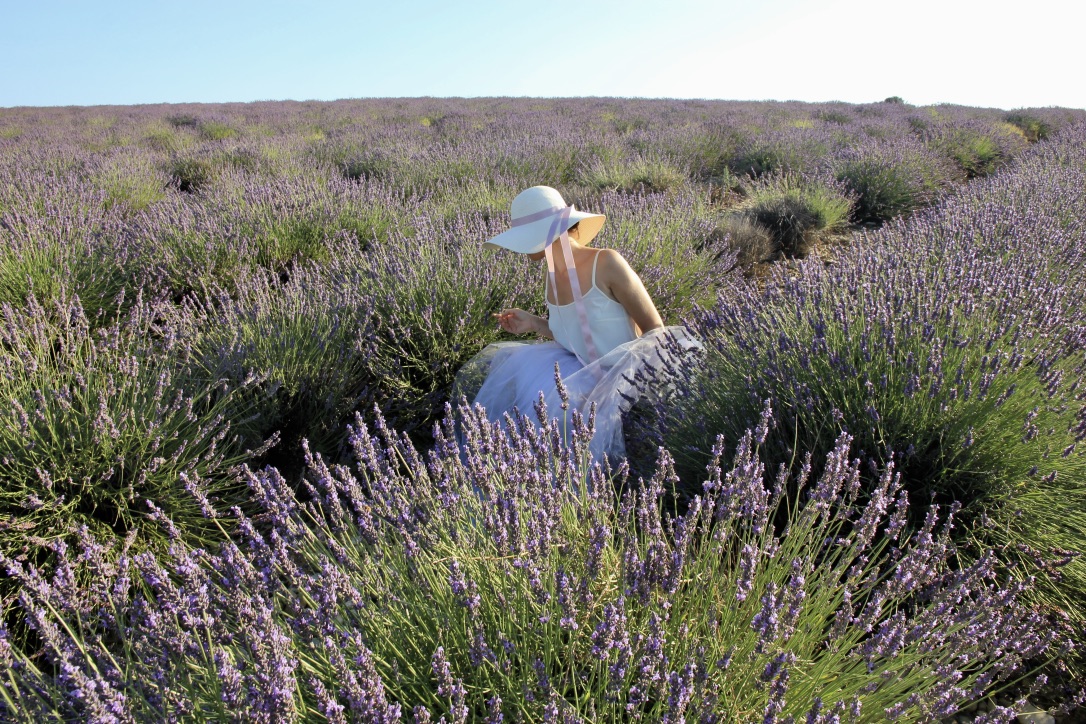 Campo di lavanda a Valensole