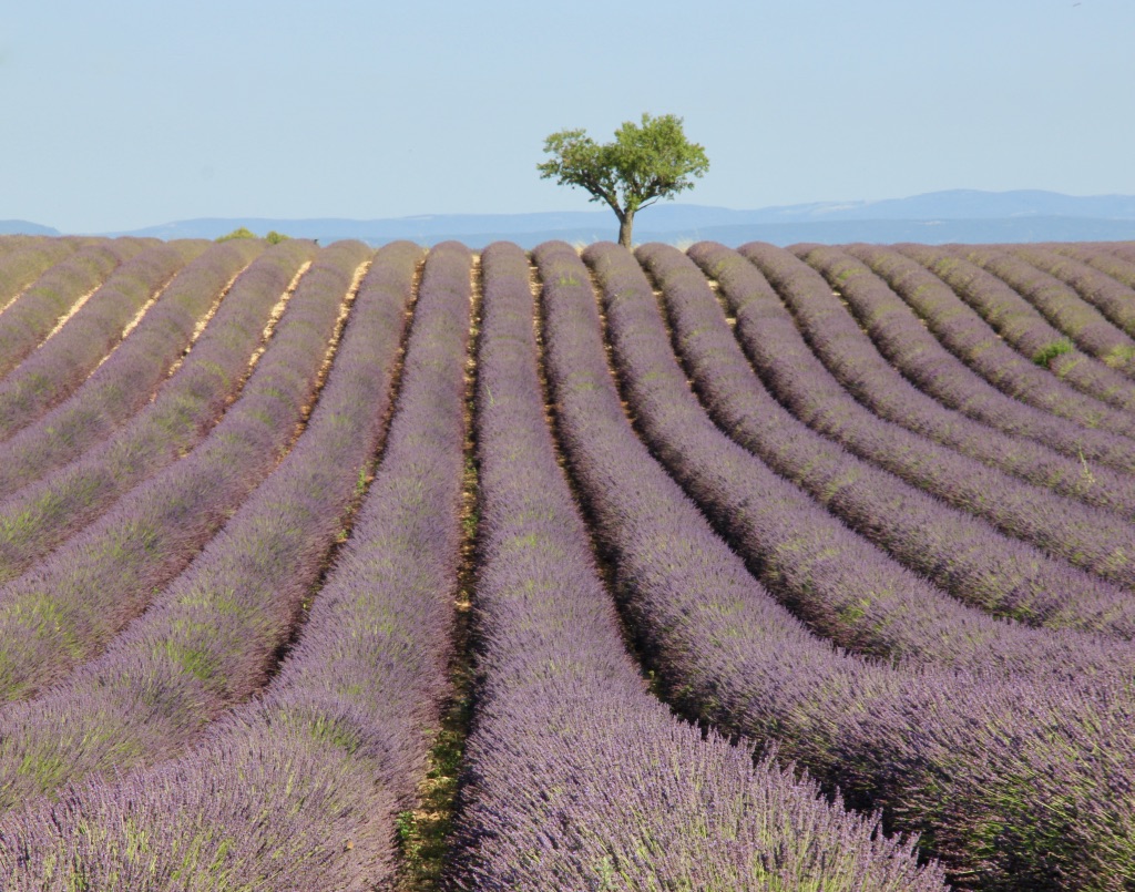 Campo di lavanda a Valensole