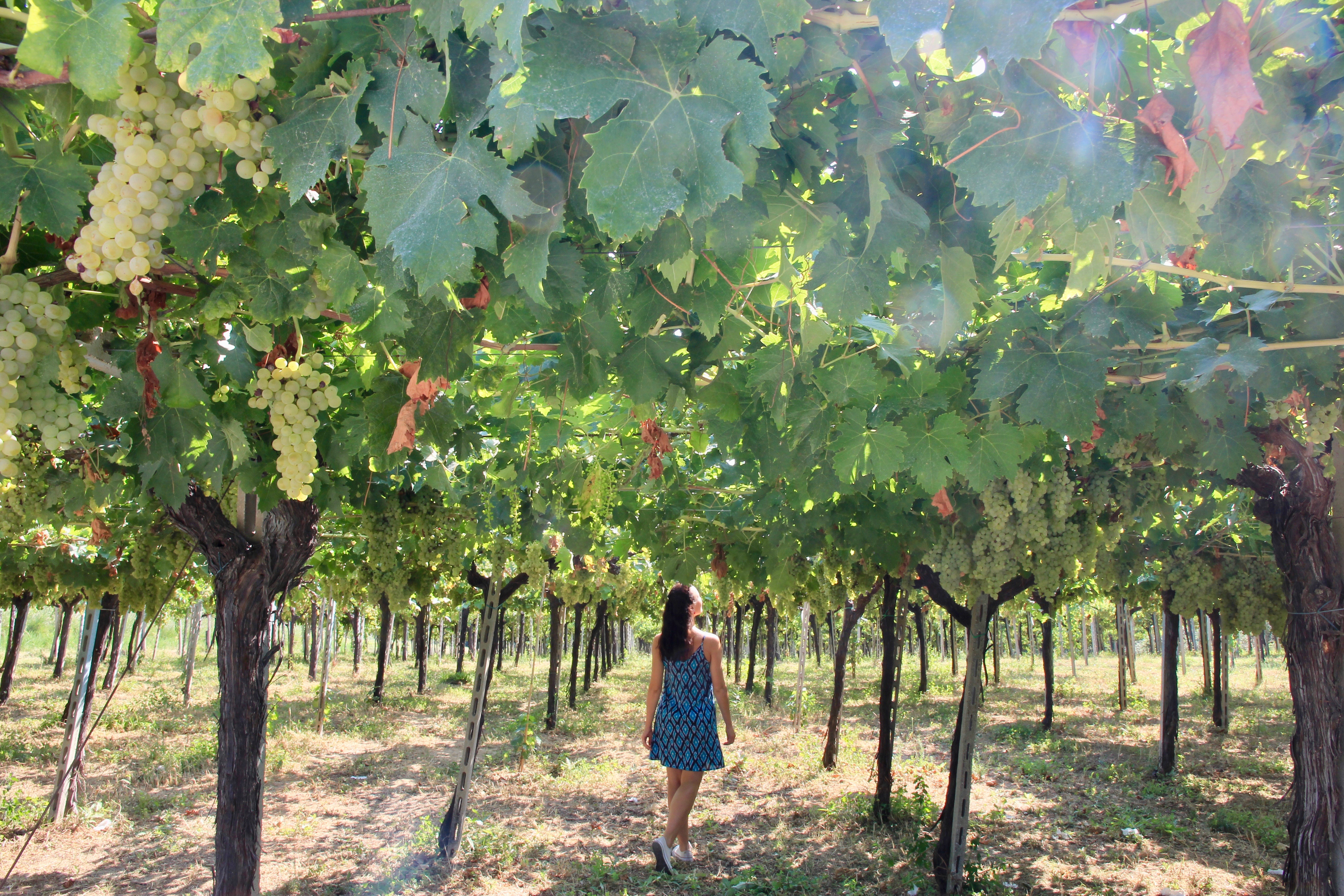 Vigneti di Ortona