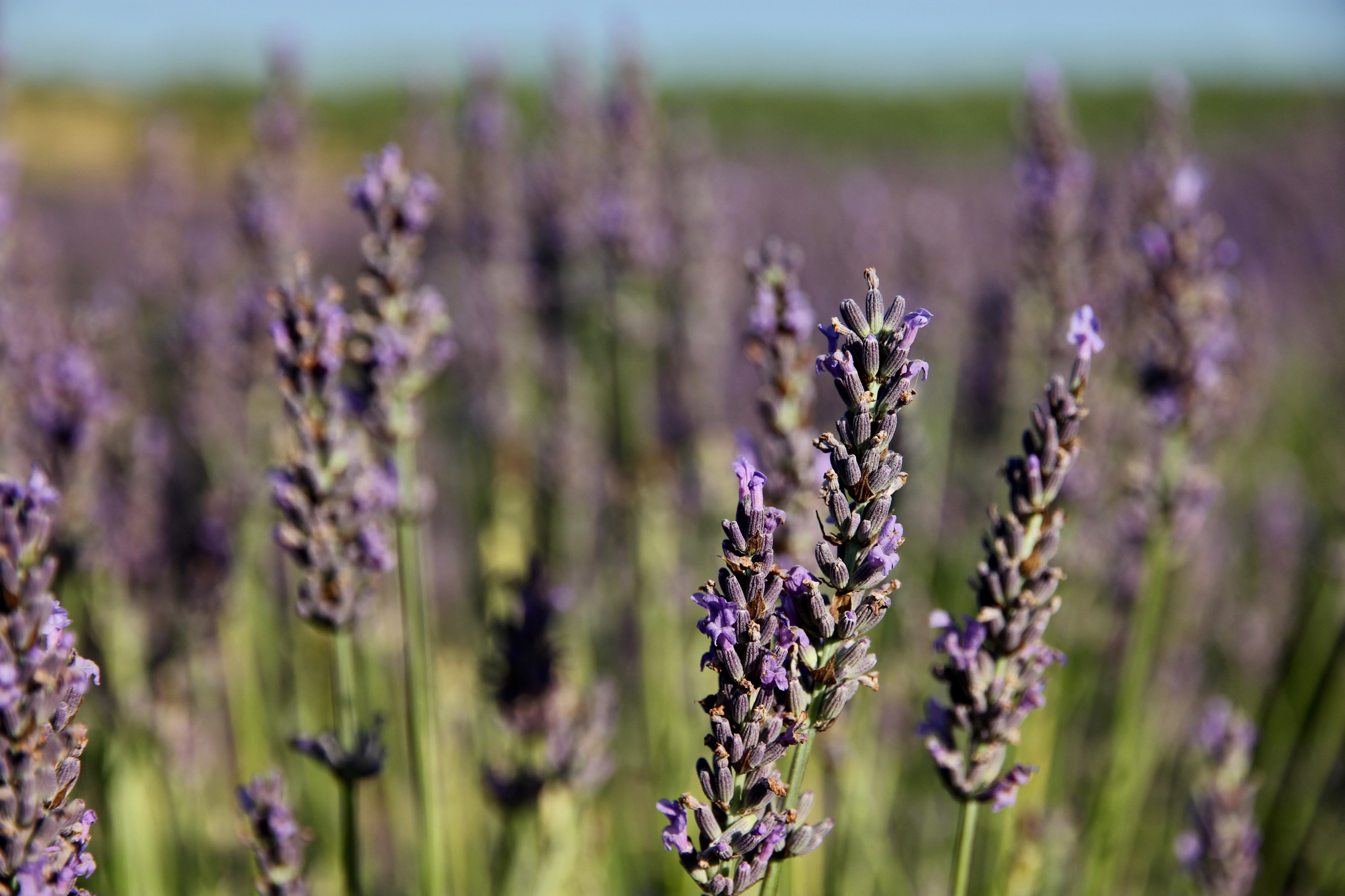 Fioritura della lavanda in Provenza