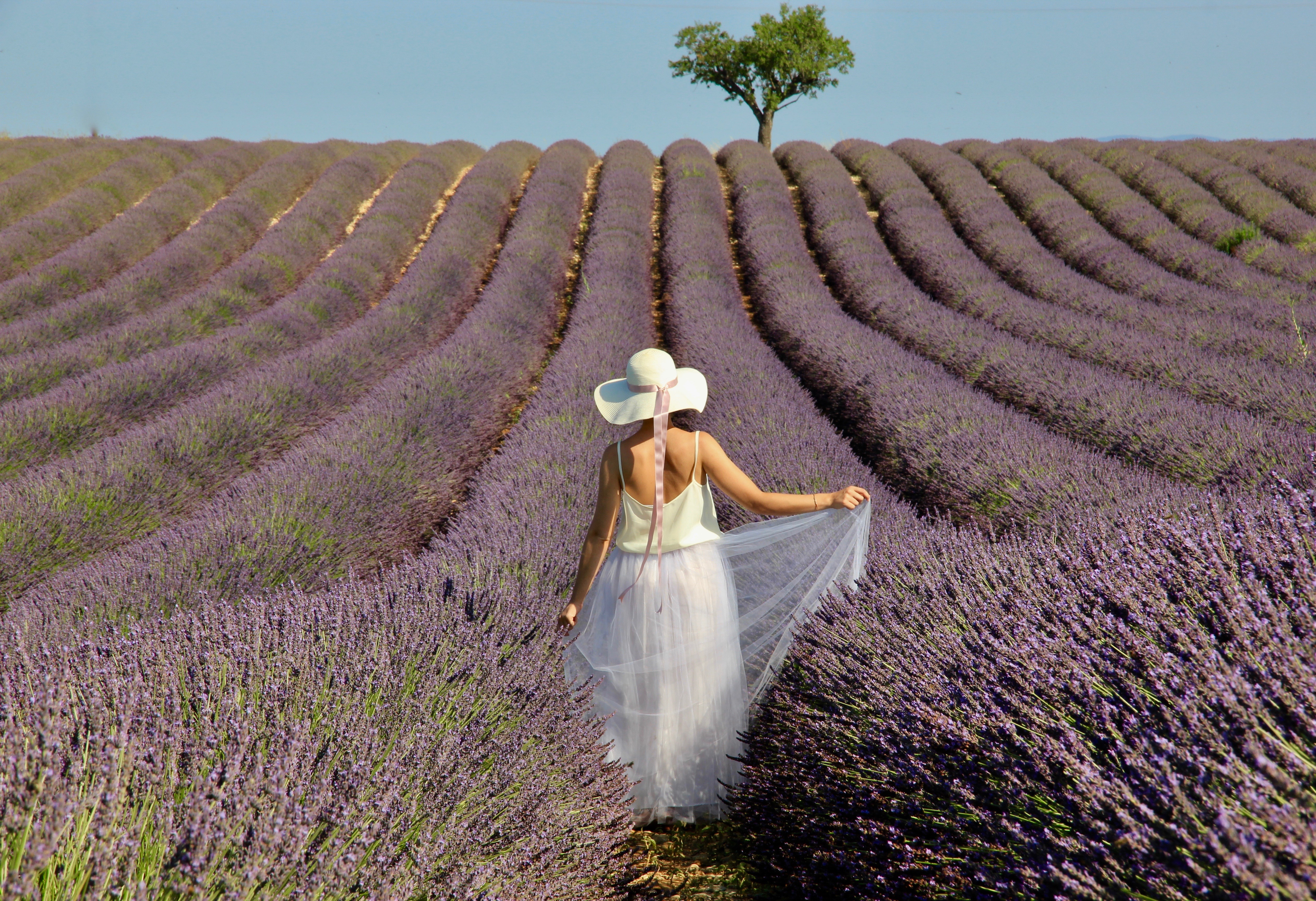 Fioritura della lavanda in Provenza