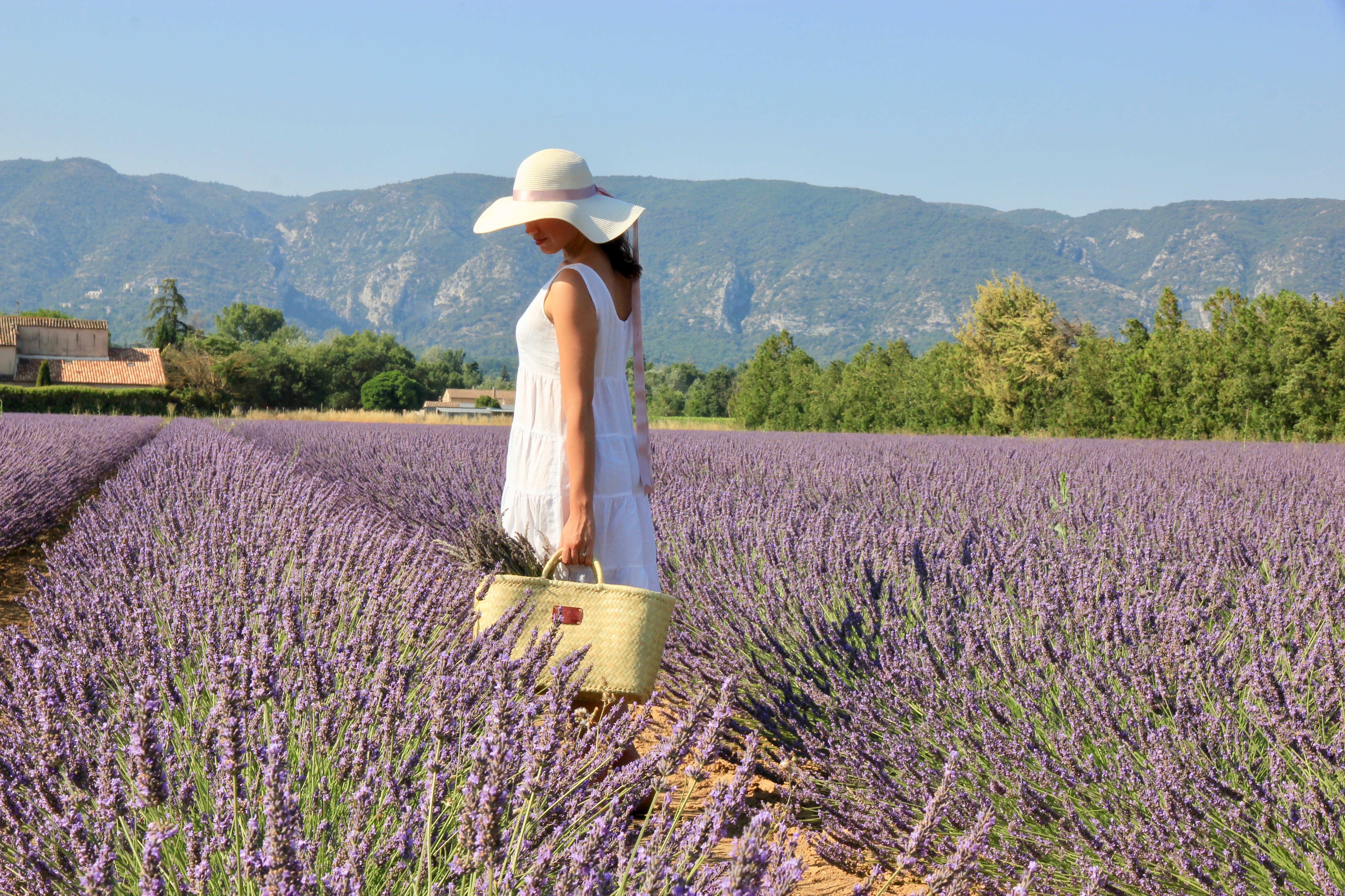 Fioritura della lavanda in Provenza