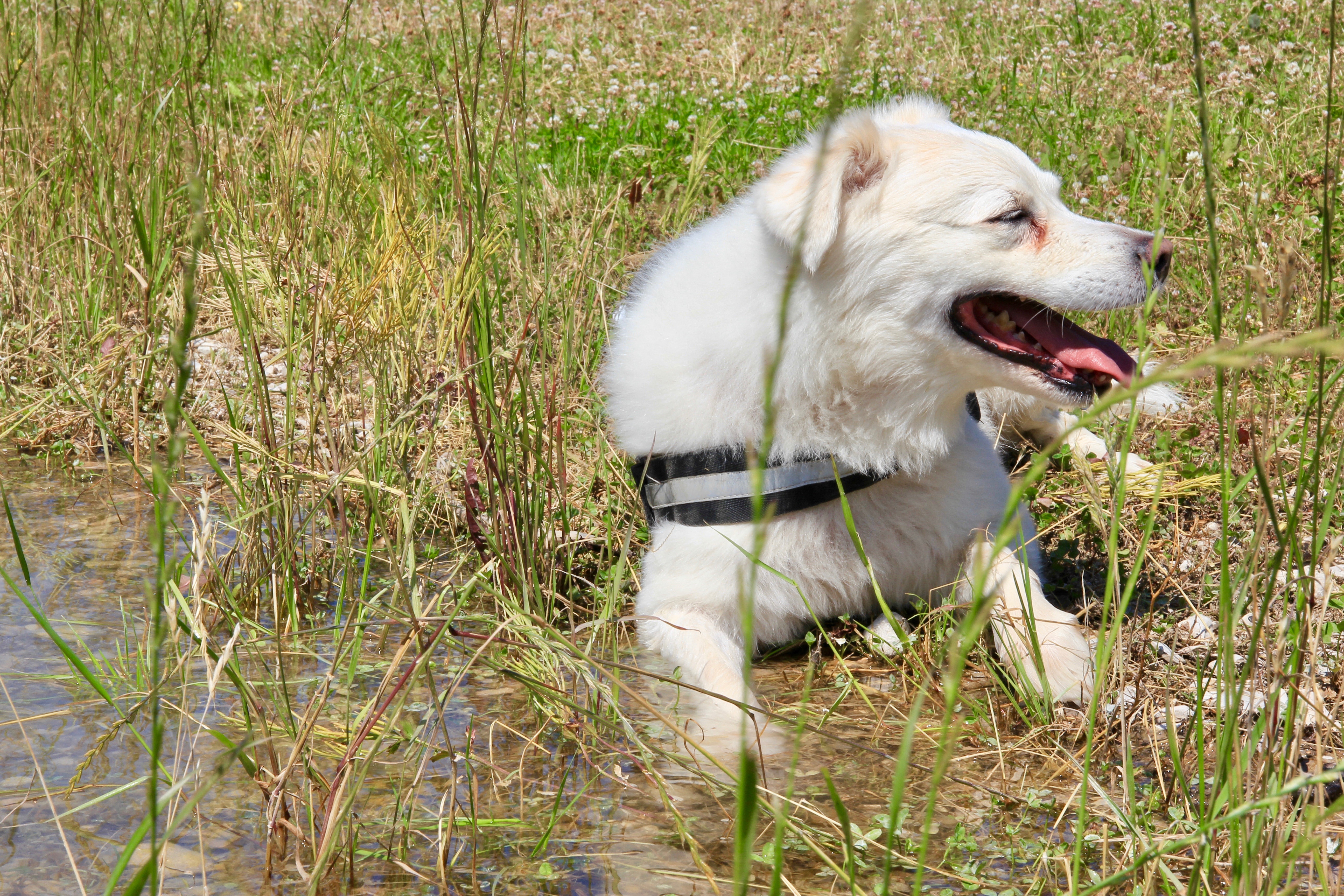Cani Lago di Fiastra e Lame Rosse