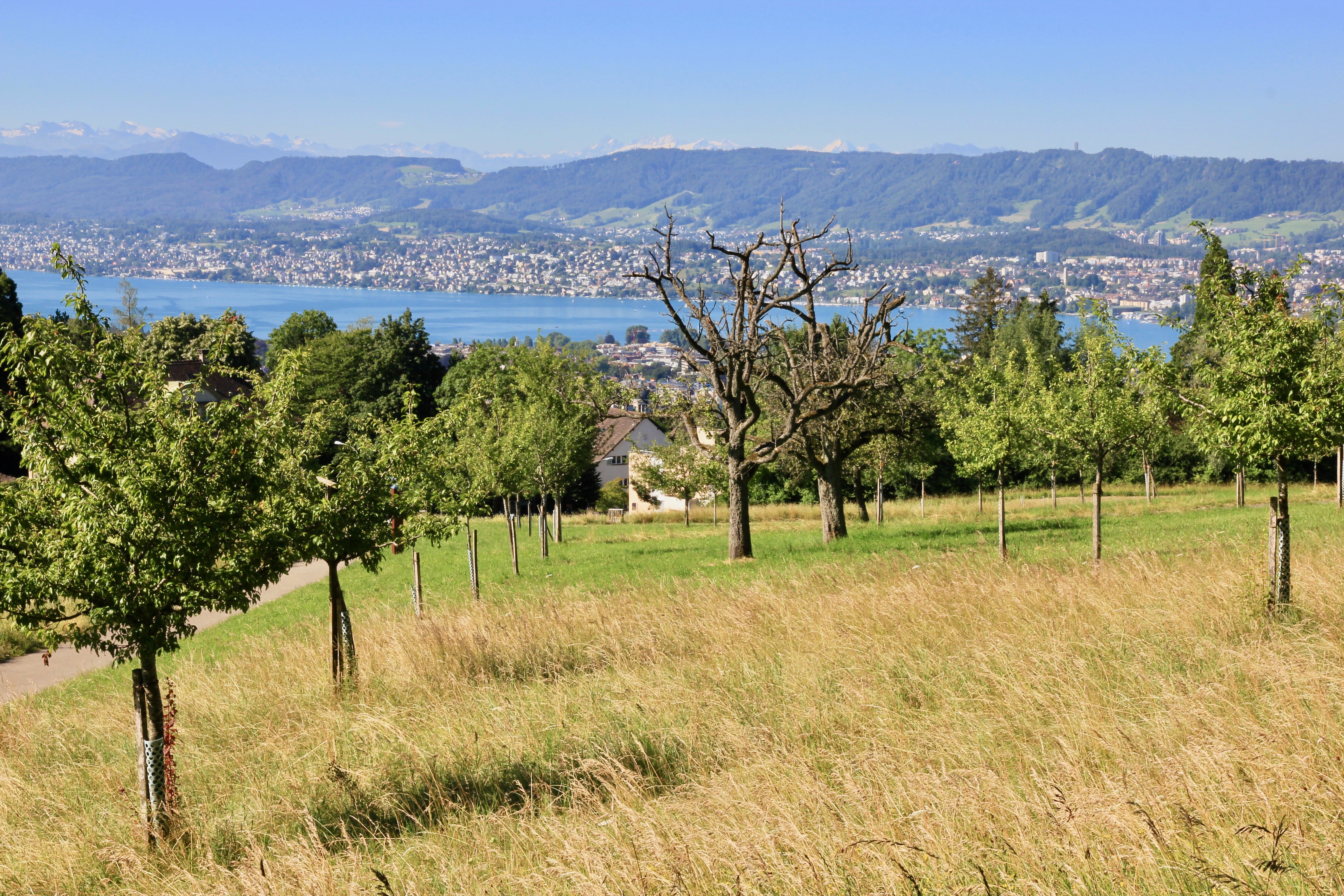 Zürichberg, Zurigo