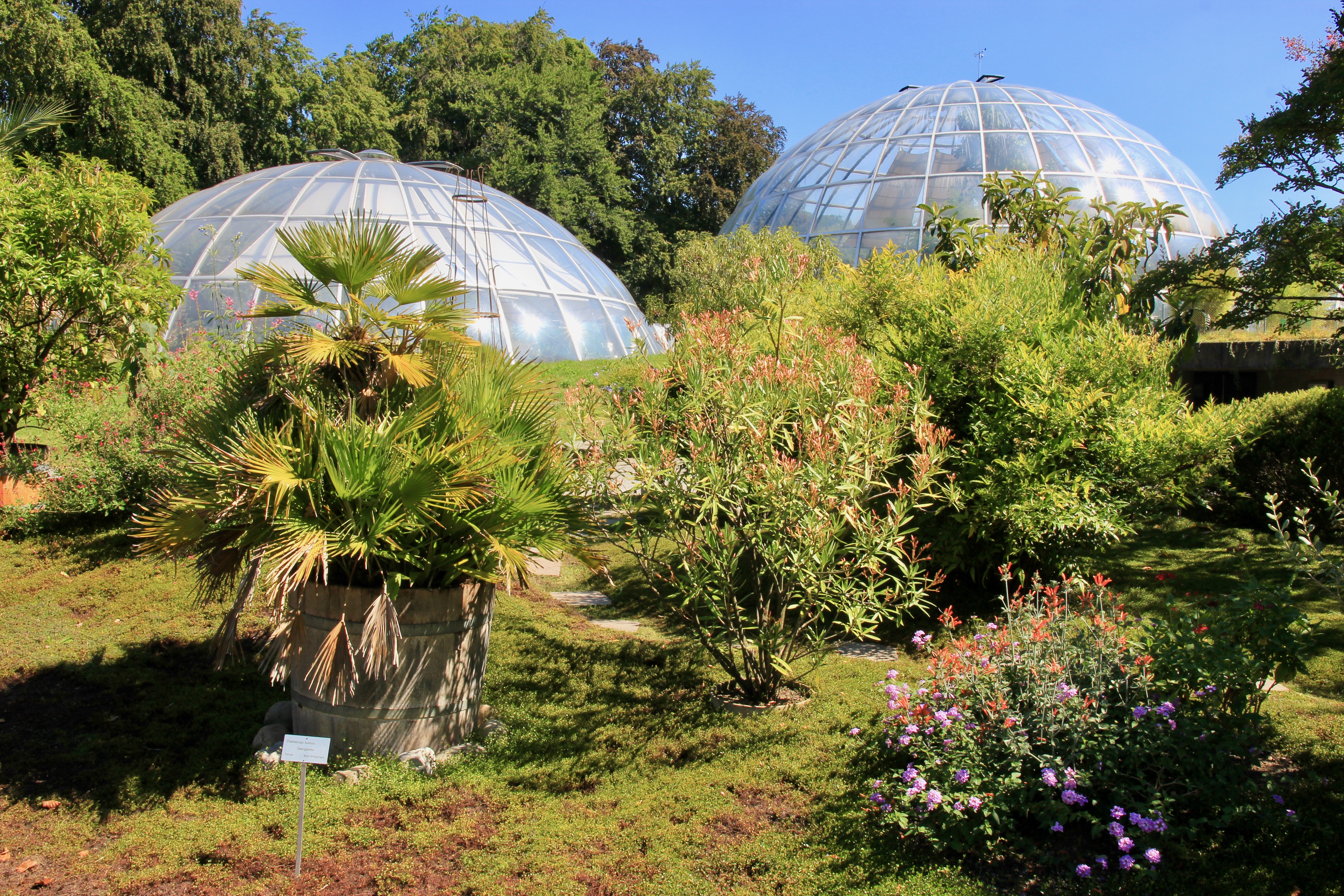 Giardino botanico di Zurigo