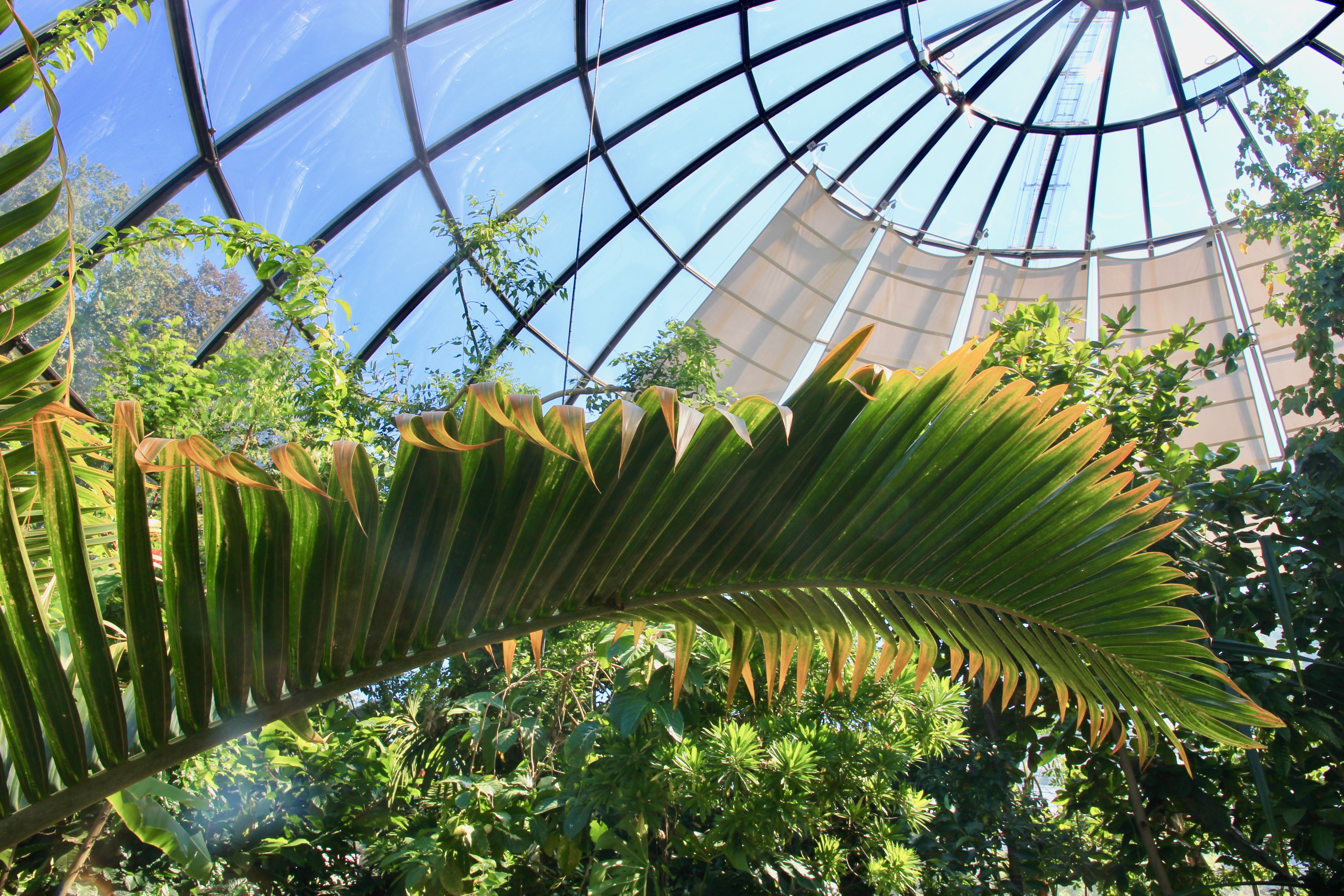 Giardino botanico di Zurigo