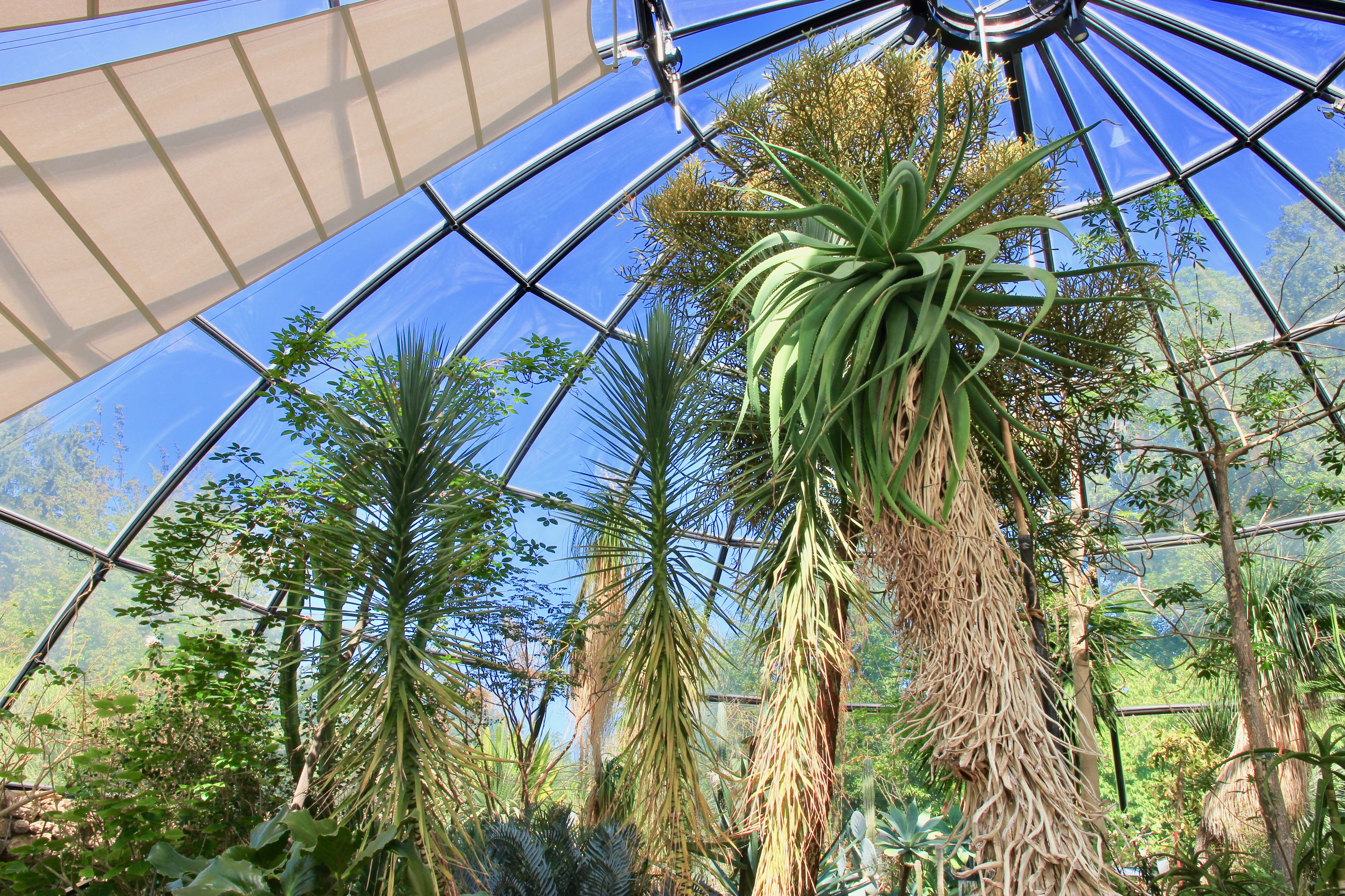 Giardino botanico di Zurigo
