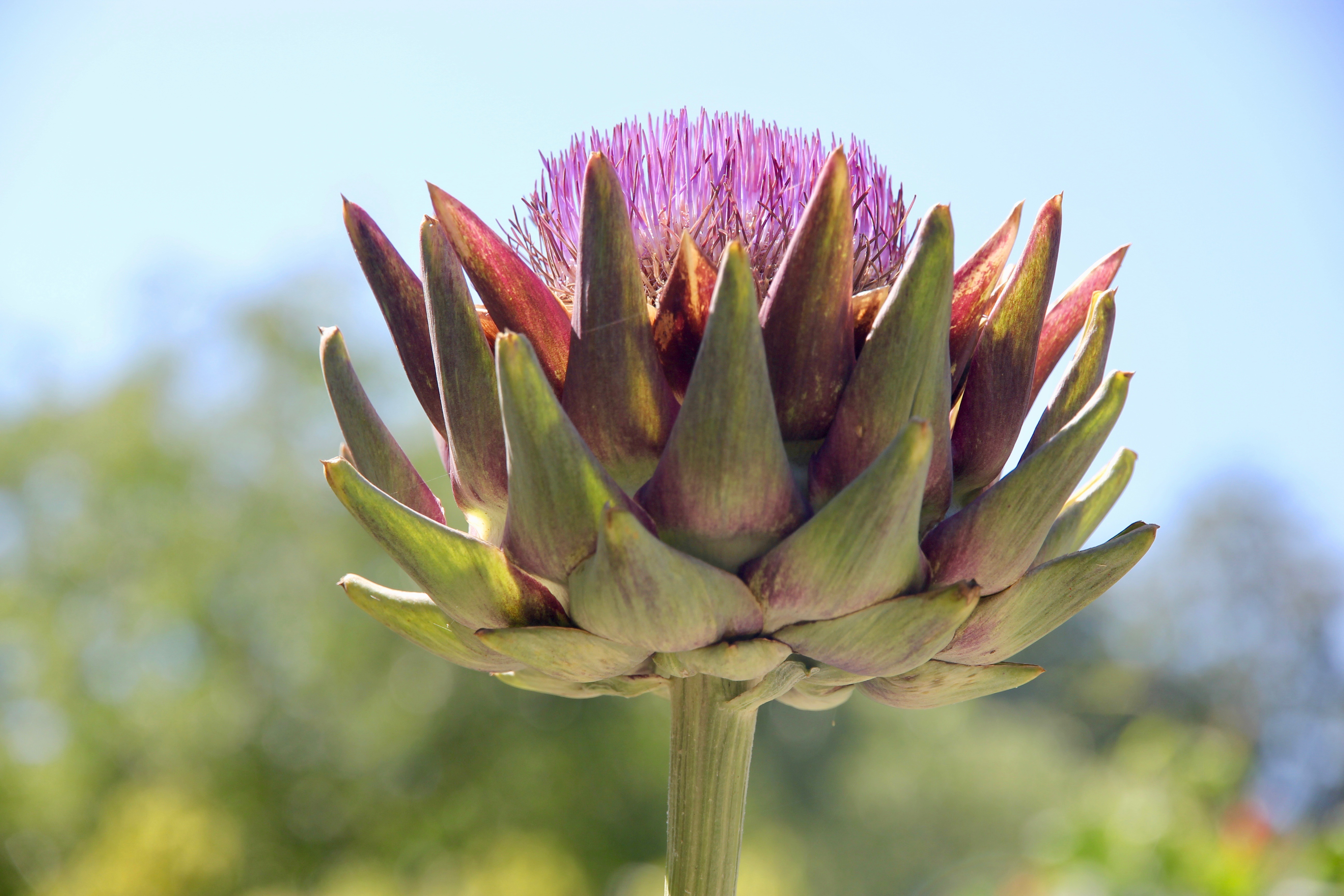 Giardino botanico di Zurigo
