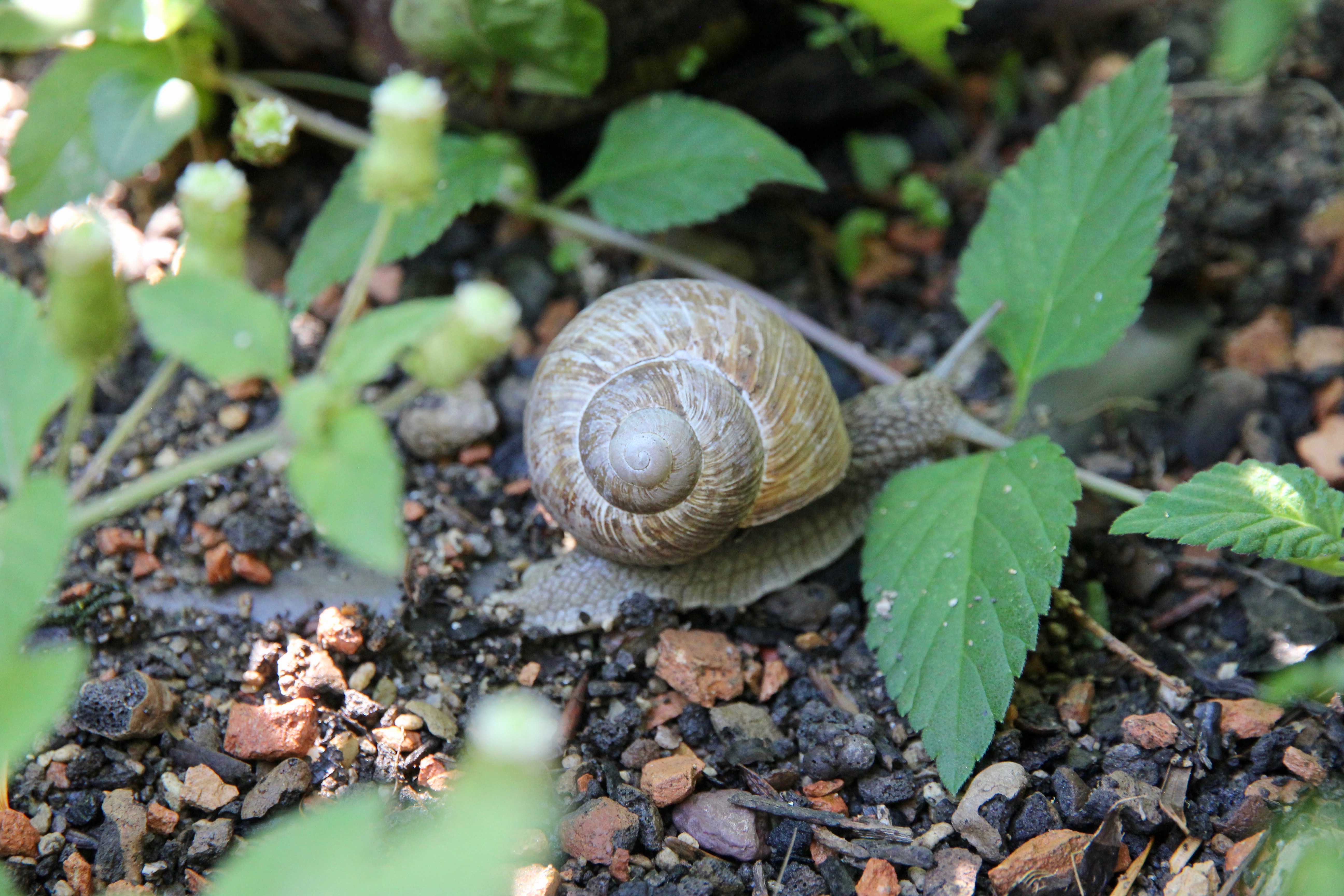 Giardino botanico di Zurigo