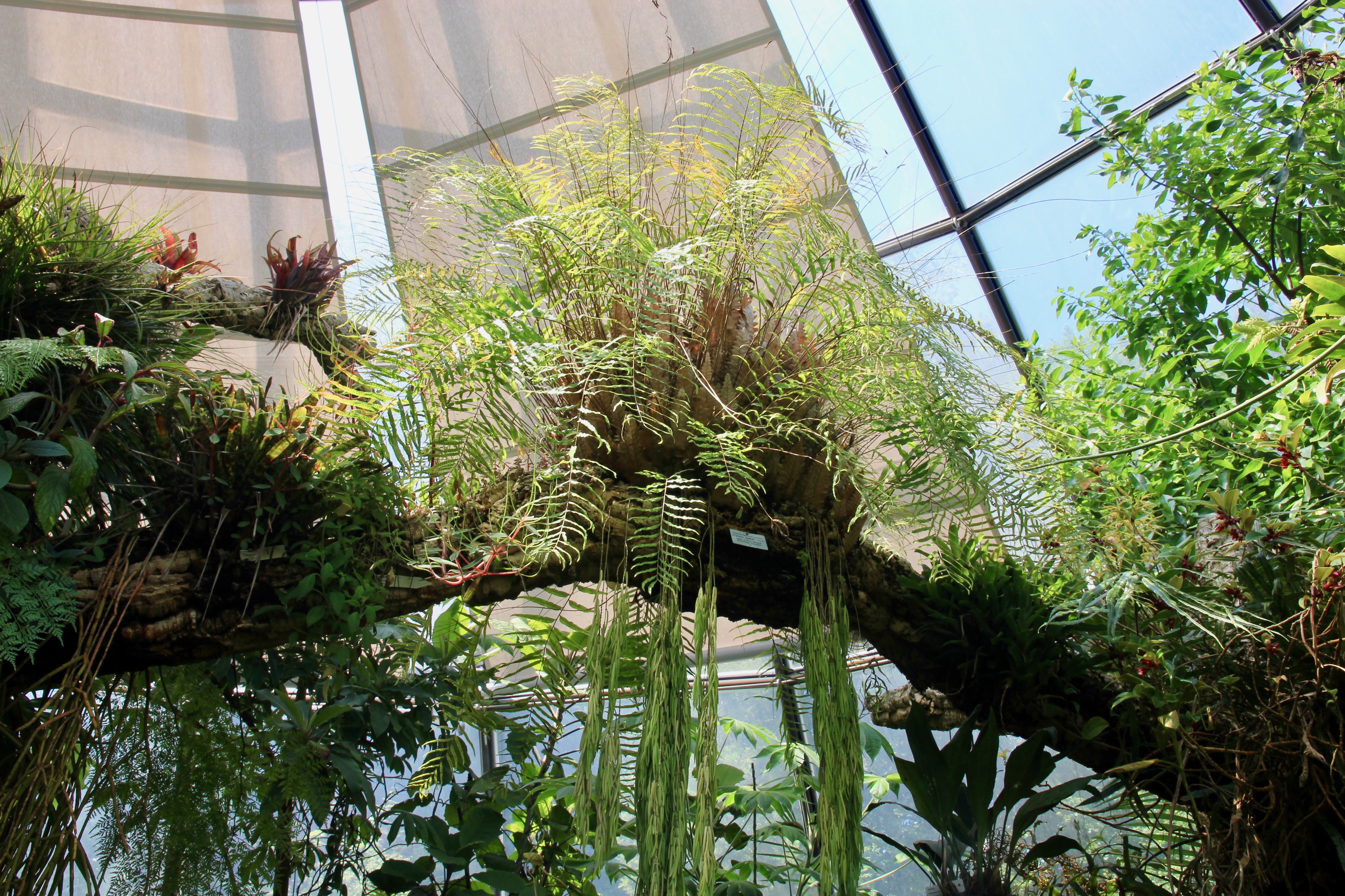 Giardino botanico di Zurigo