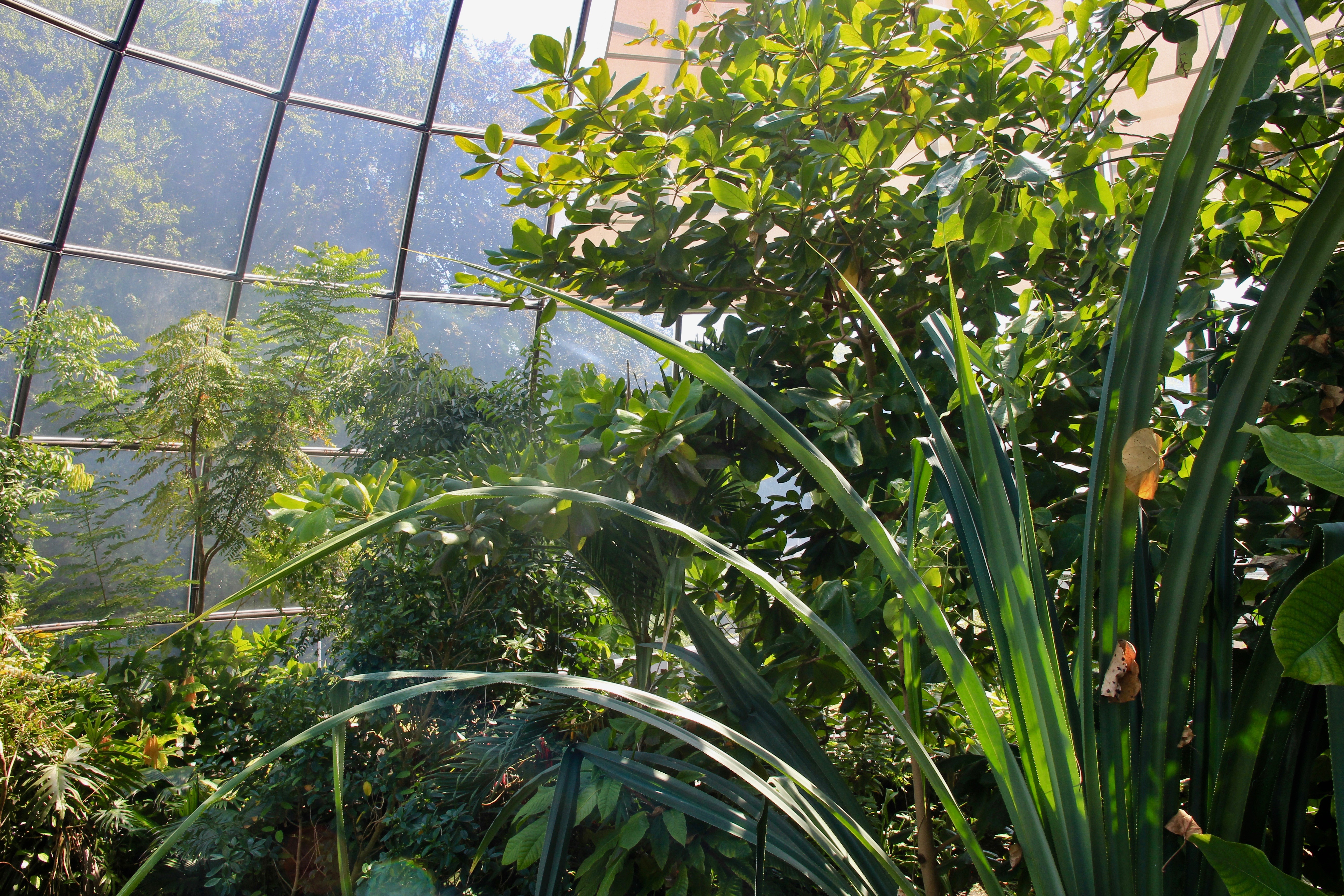 Giardino botanico di Zurigo