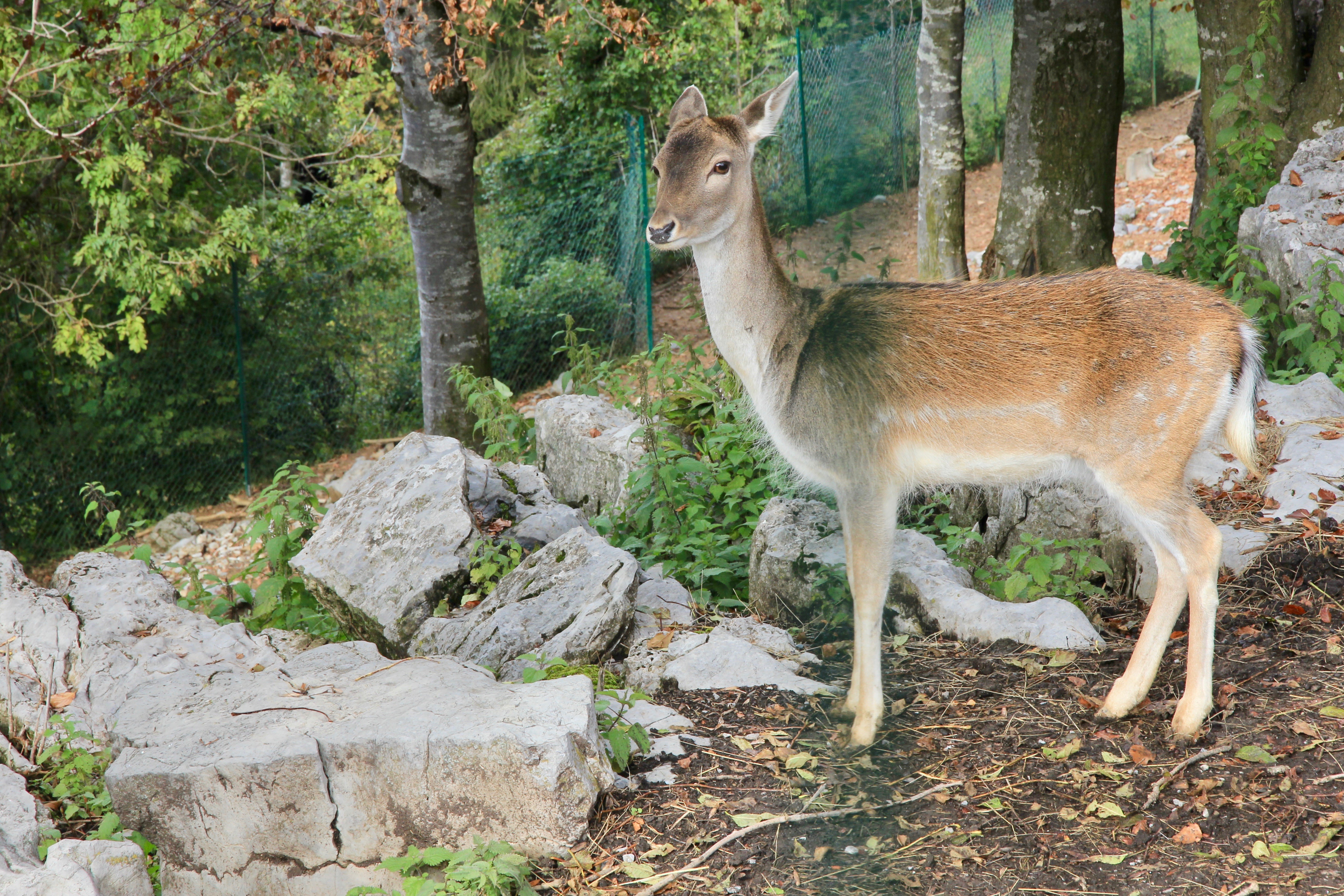 Monte Poieto in autunno