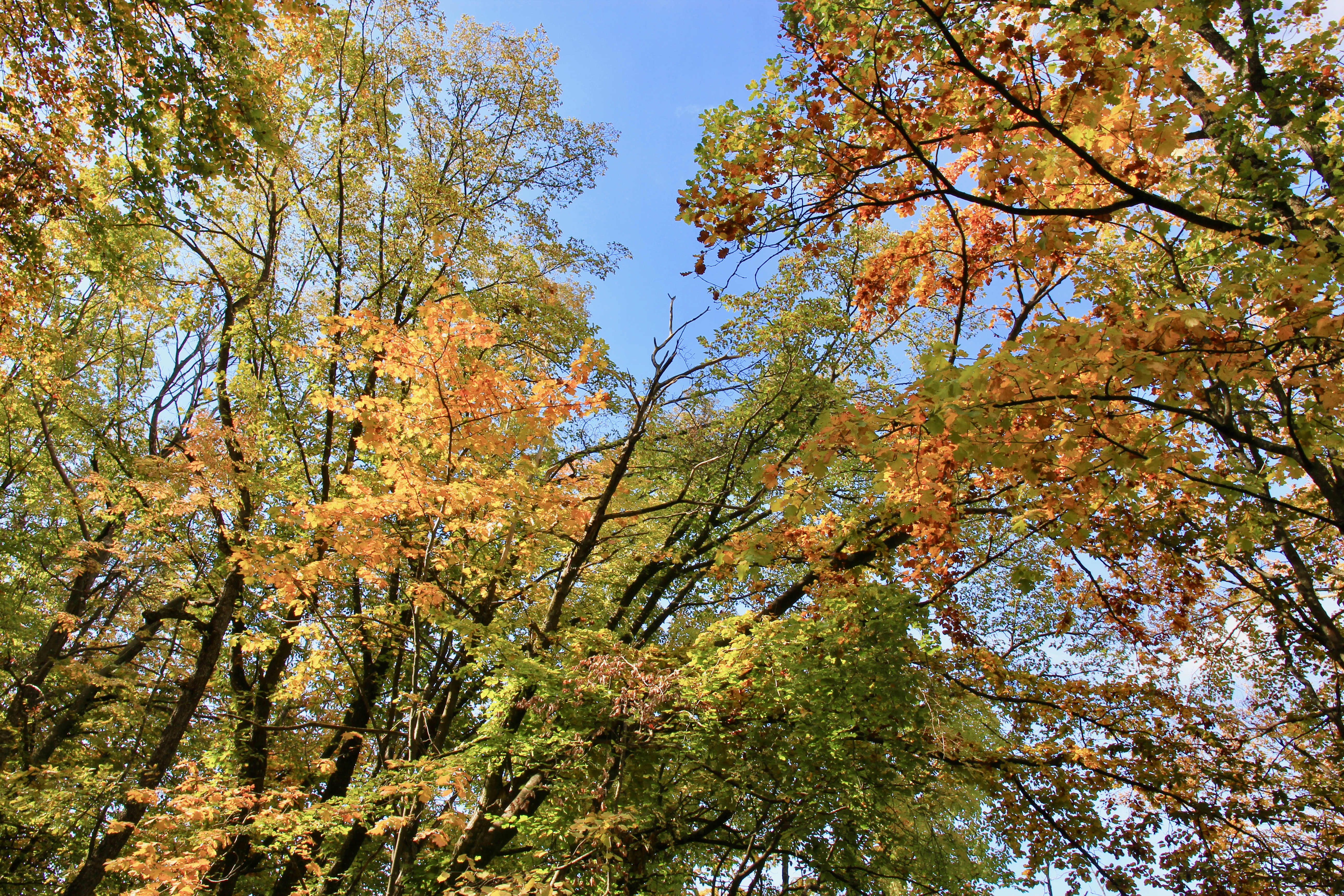 Foliage in Emilia Romagna