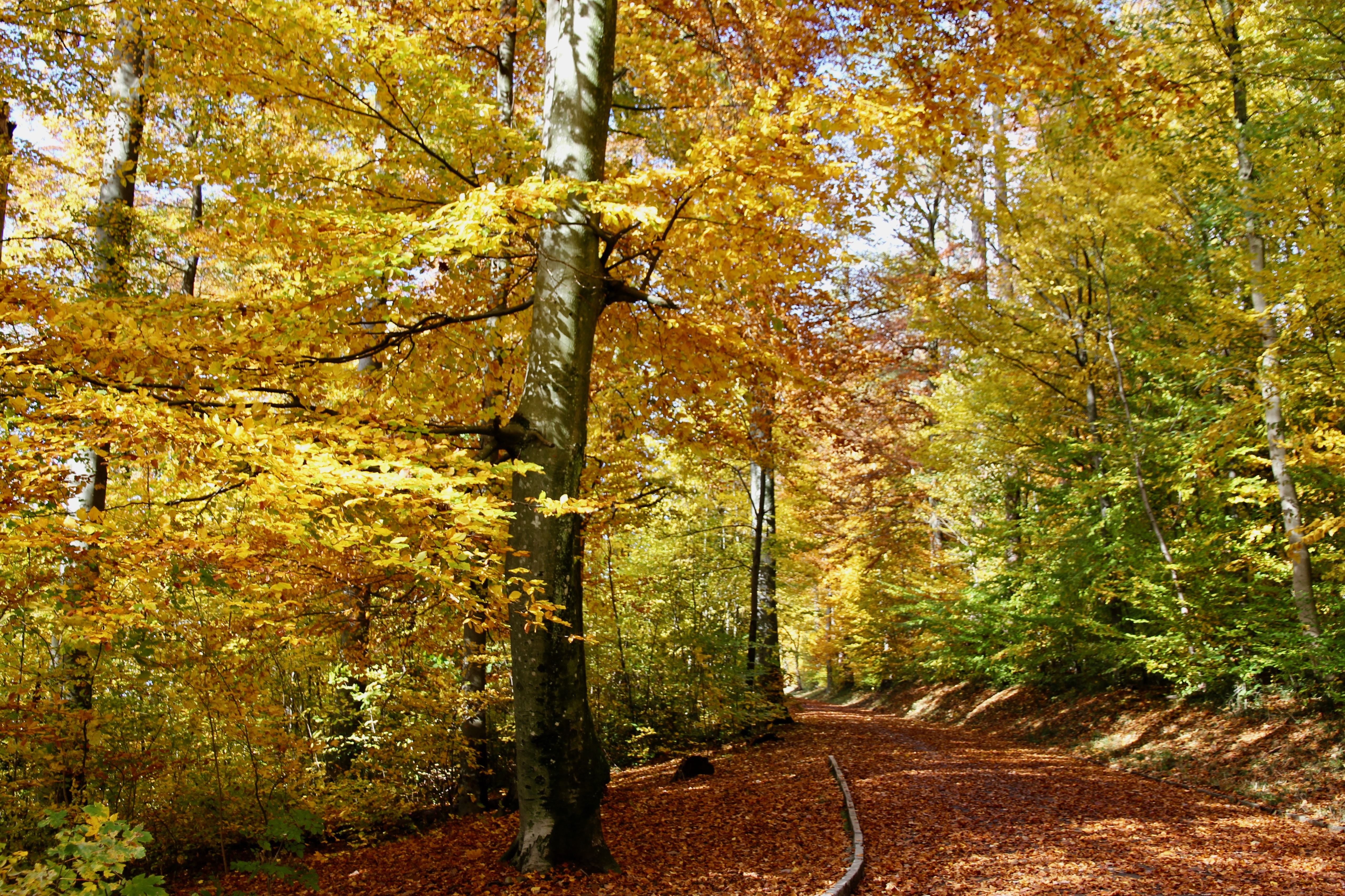 Autunno a Zurigo