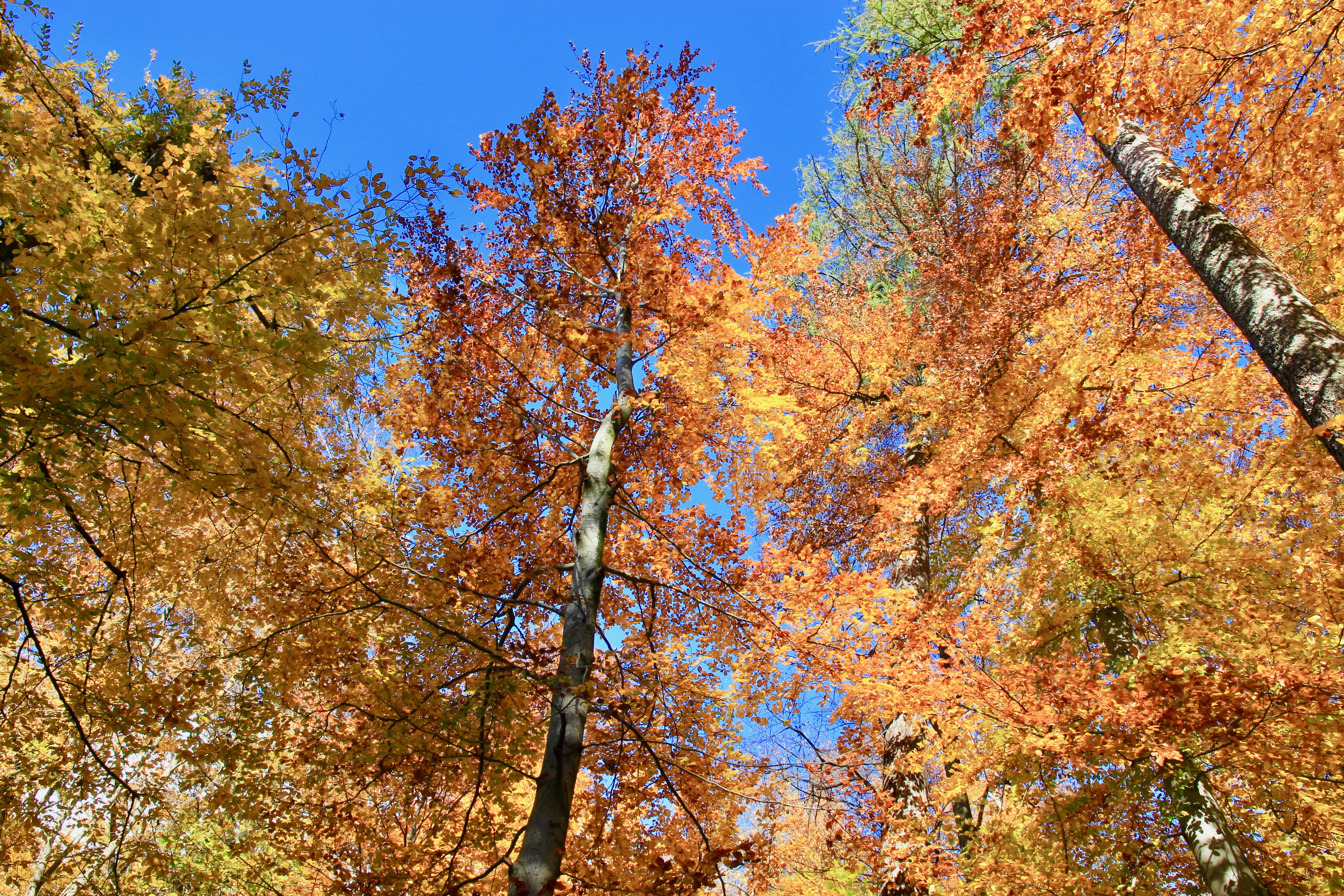 foliage a Zurigo