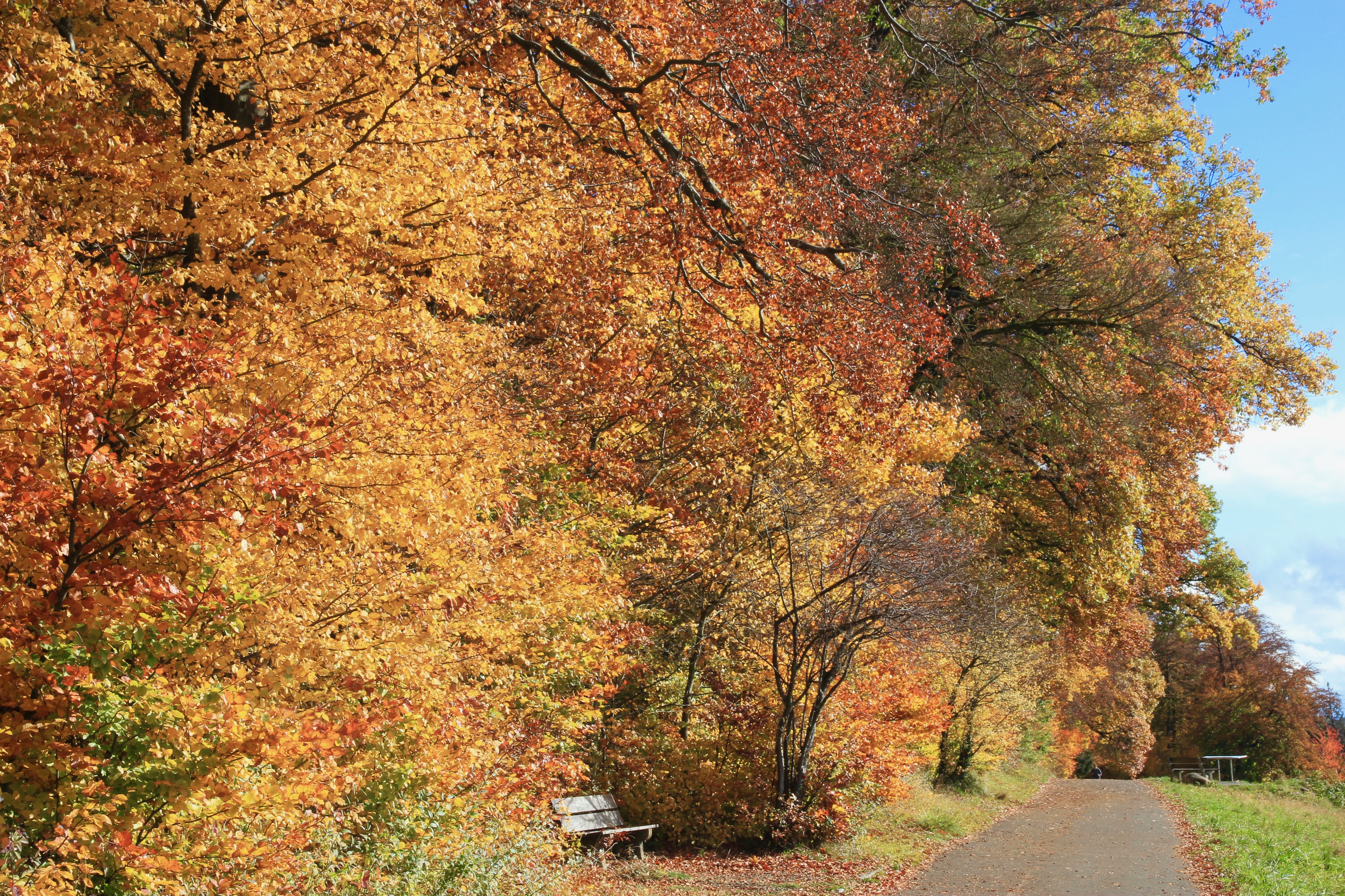 Autunno a Zurigo