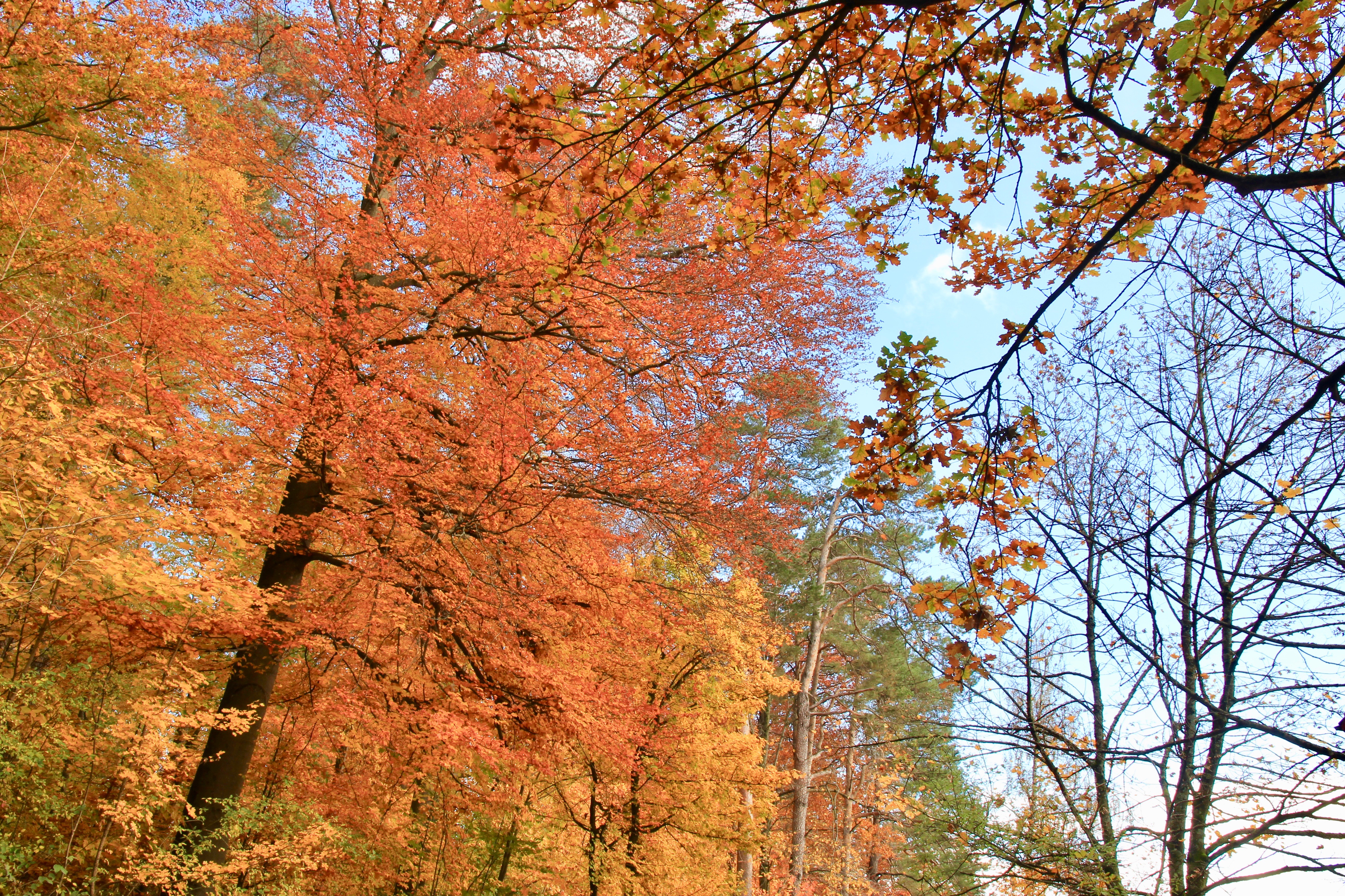 Autunno in Svizzera