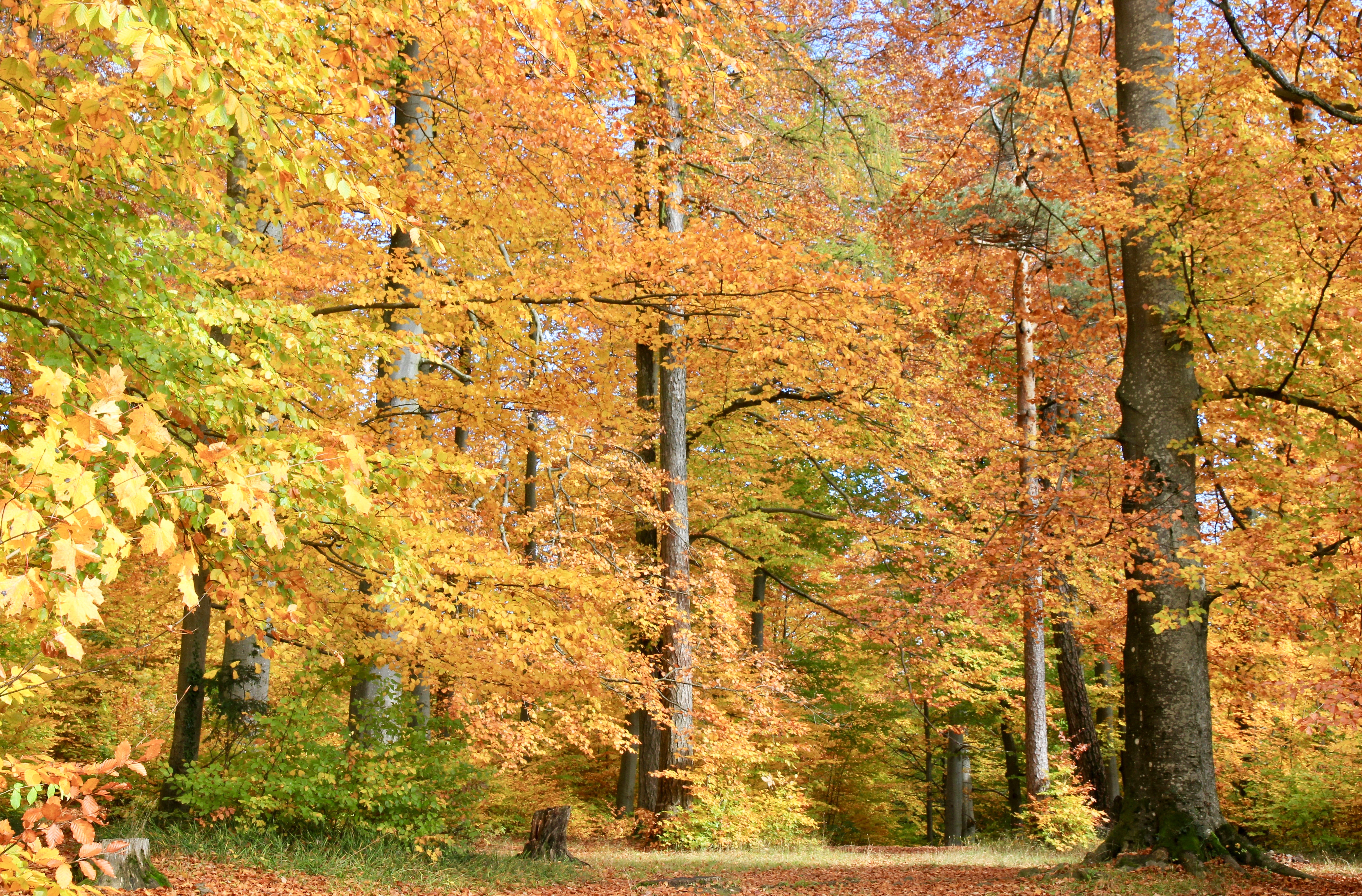 foliage in Svizzera