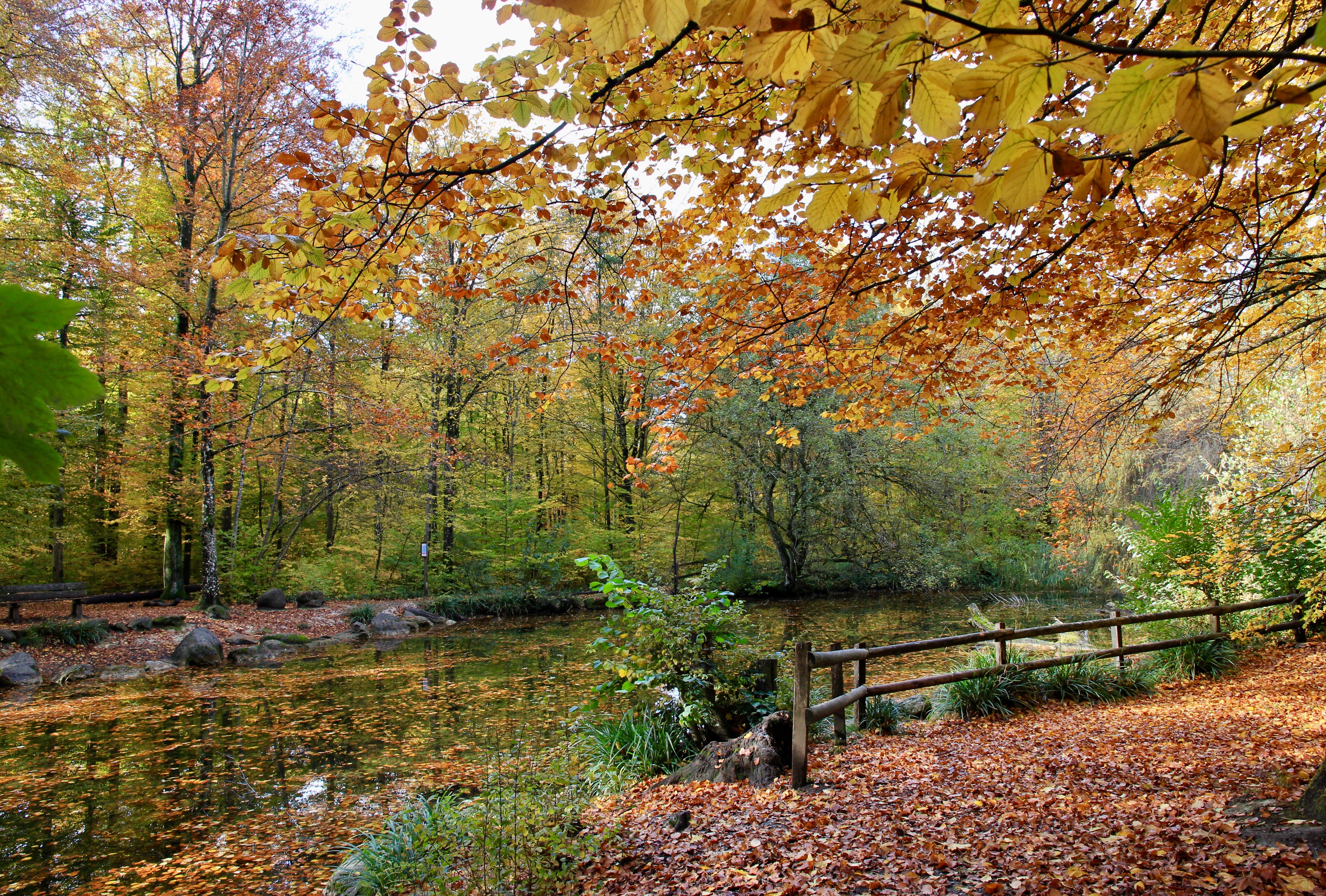 Zurigo in autunno