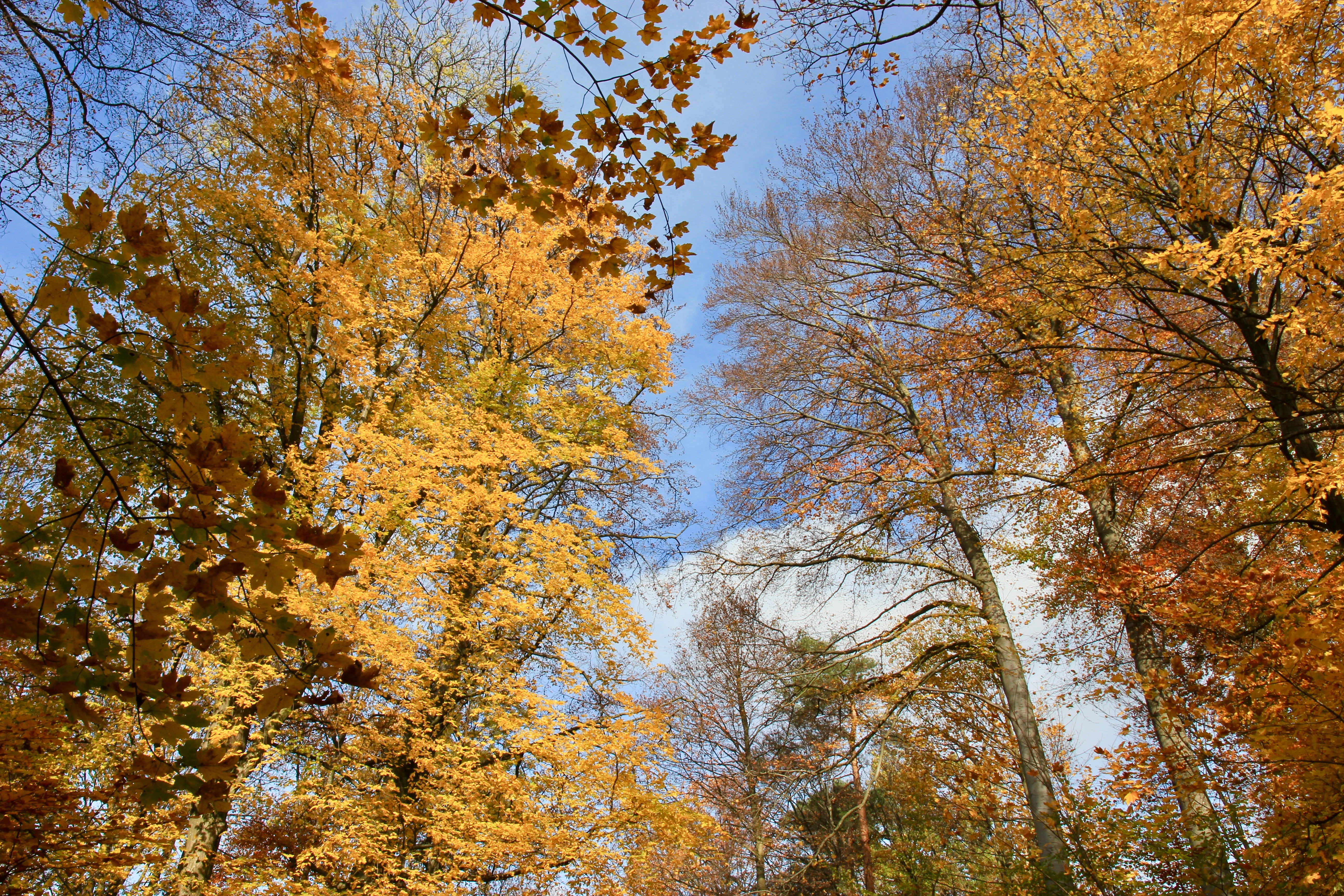 Zurigo in autunno