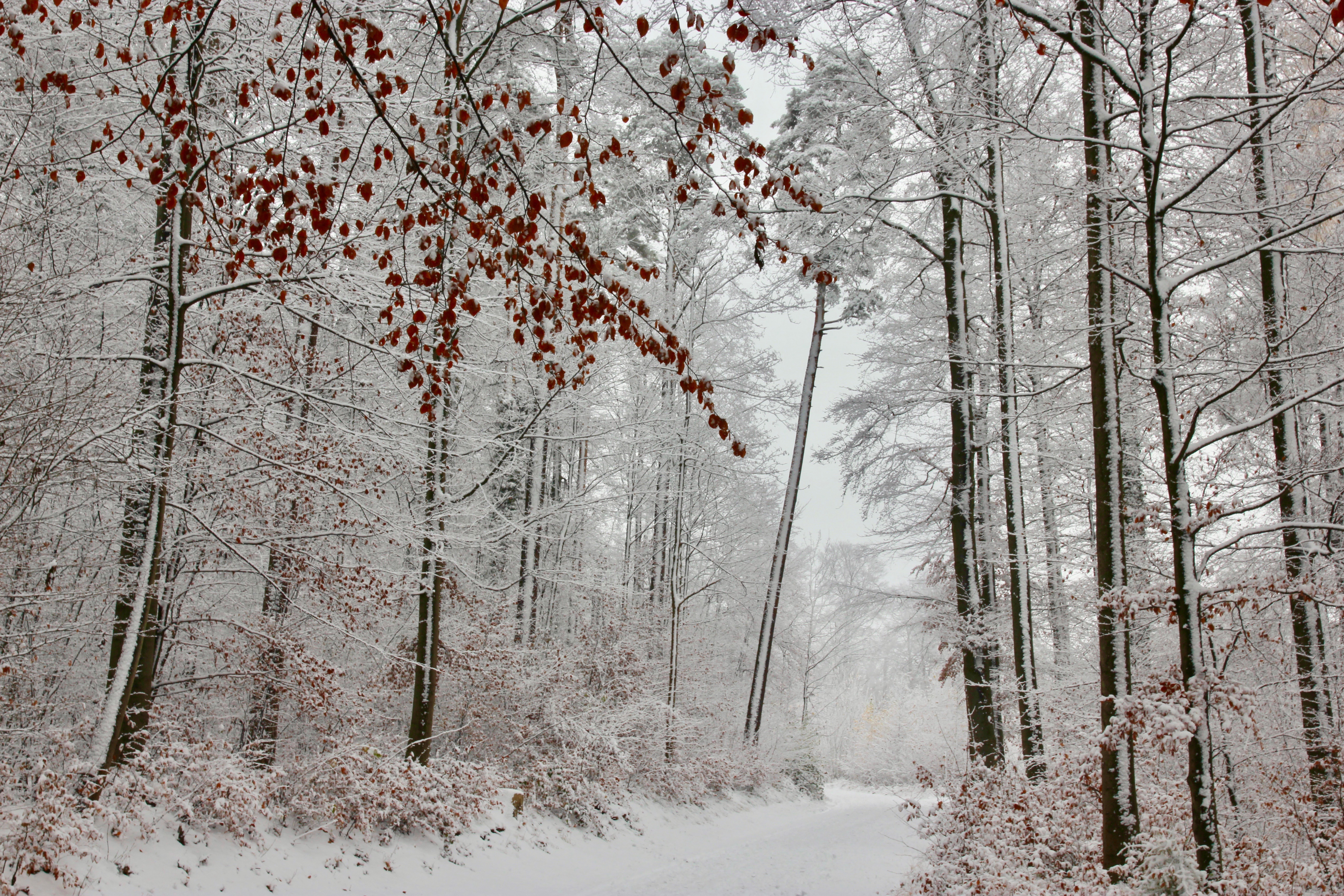 Inverno a Zurigo