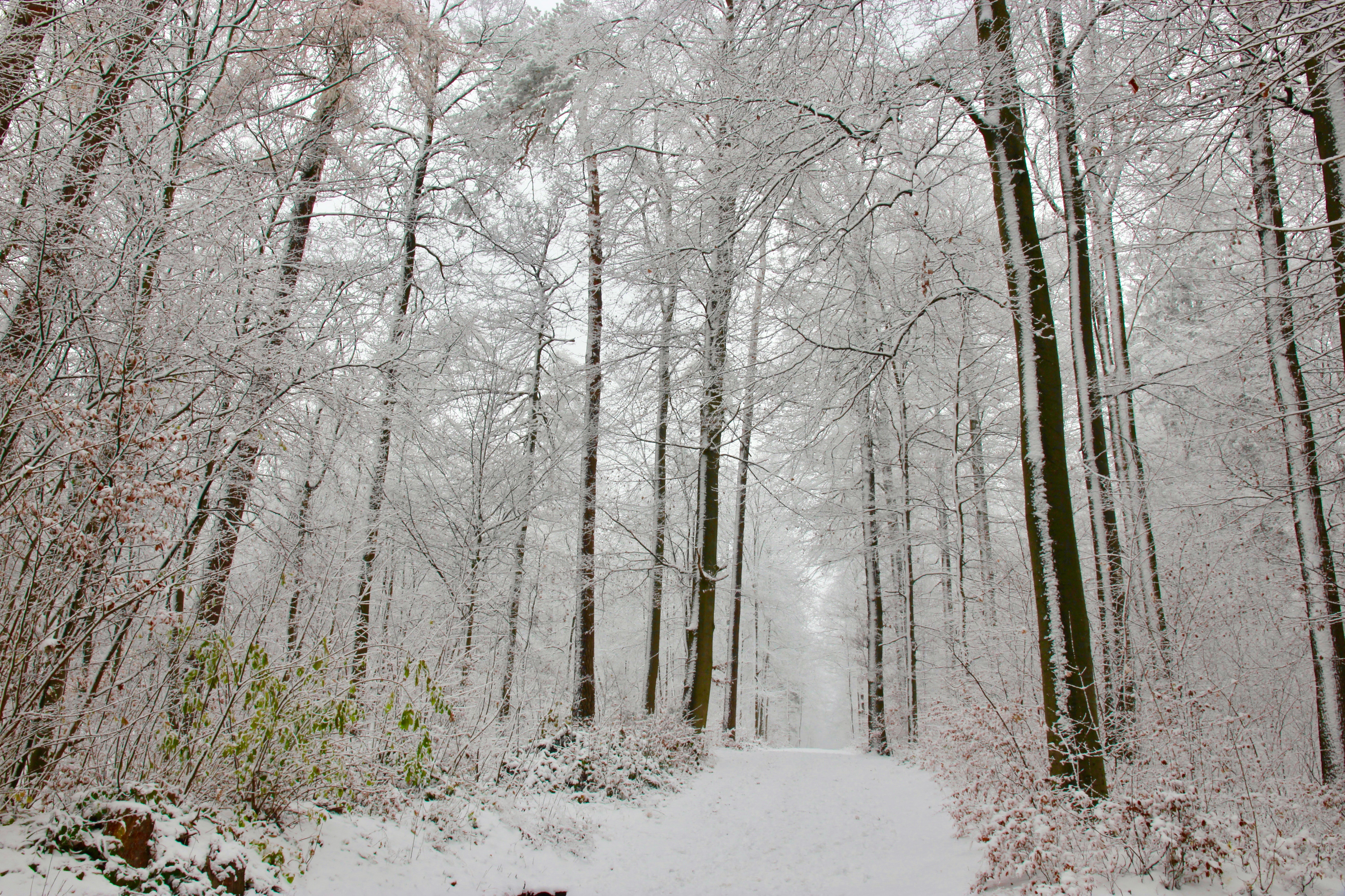 Inverno a Zurigo