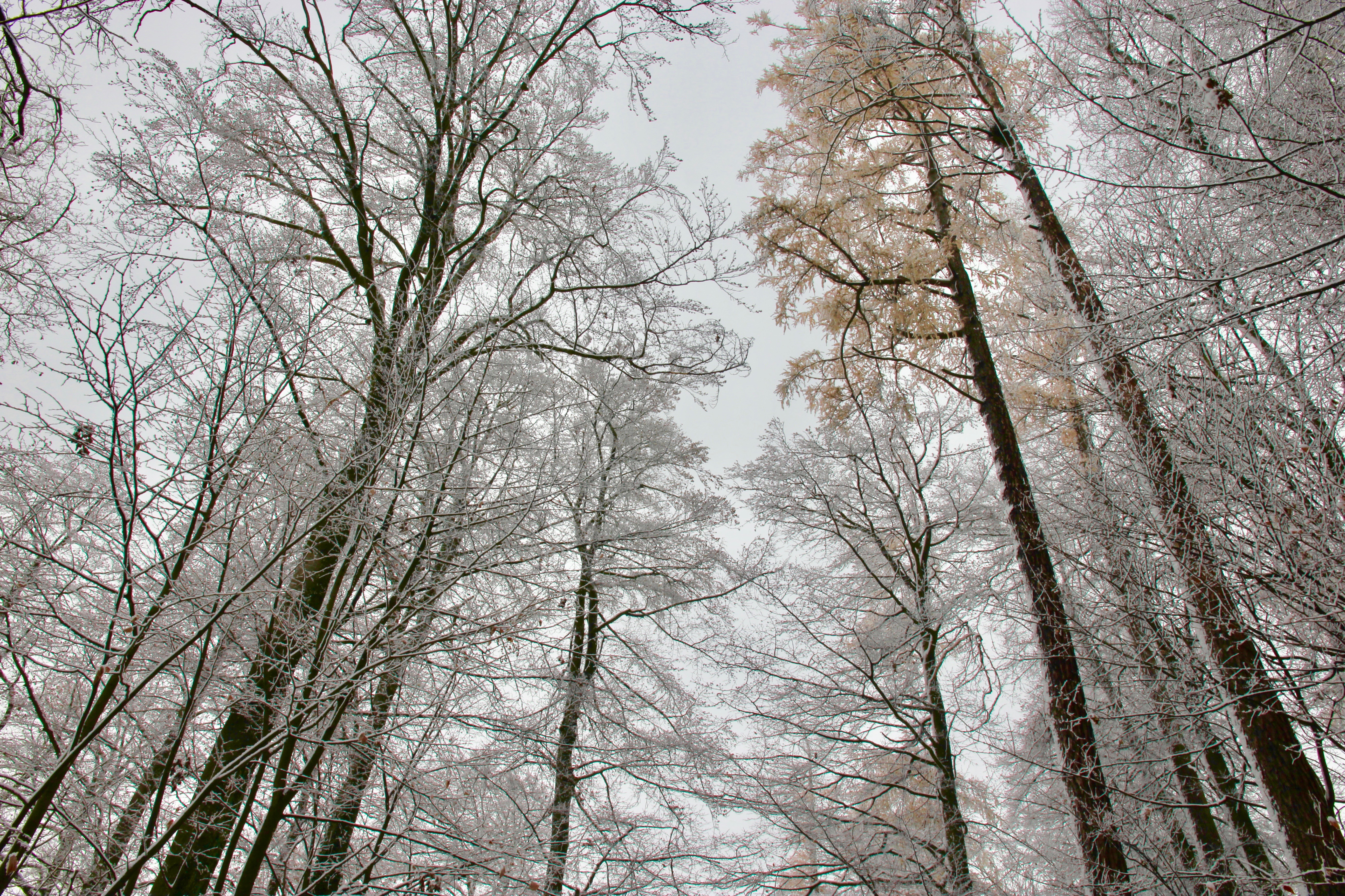 Inverno a Zurigo