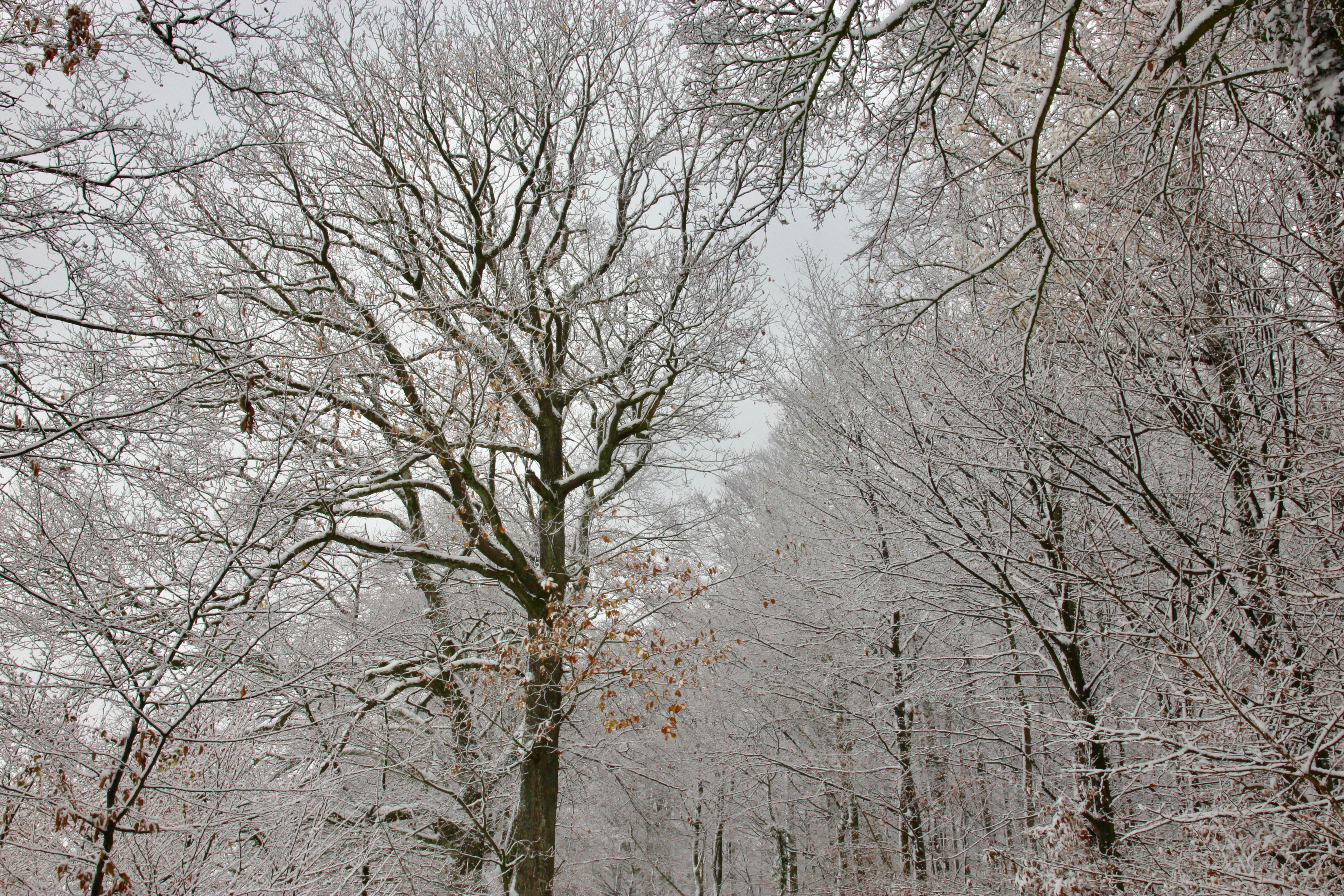 Inverno a Zurigo