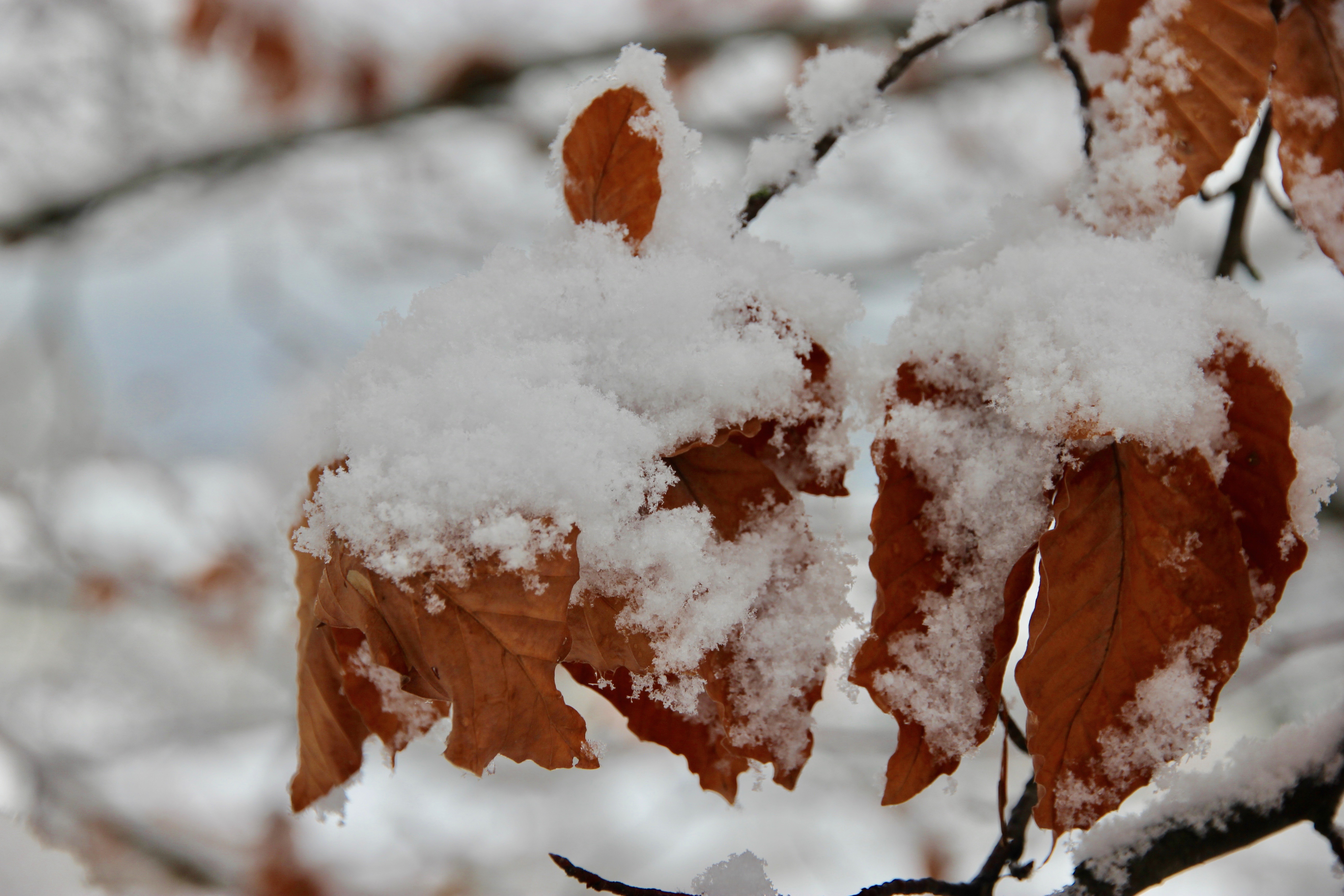 Zurigo in inverno