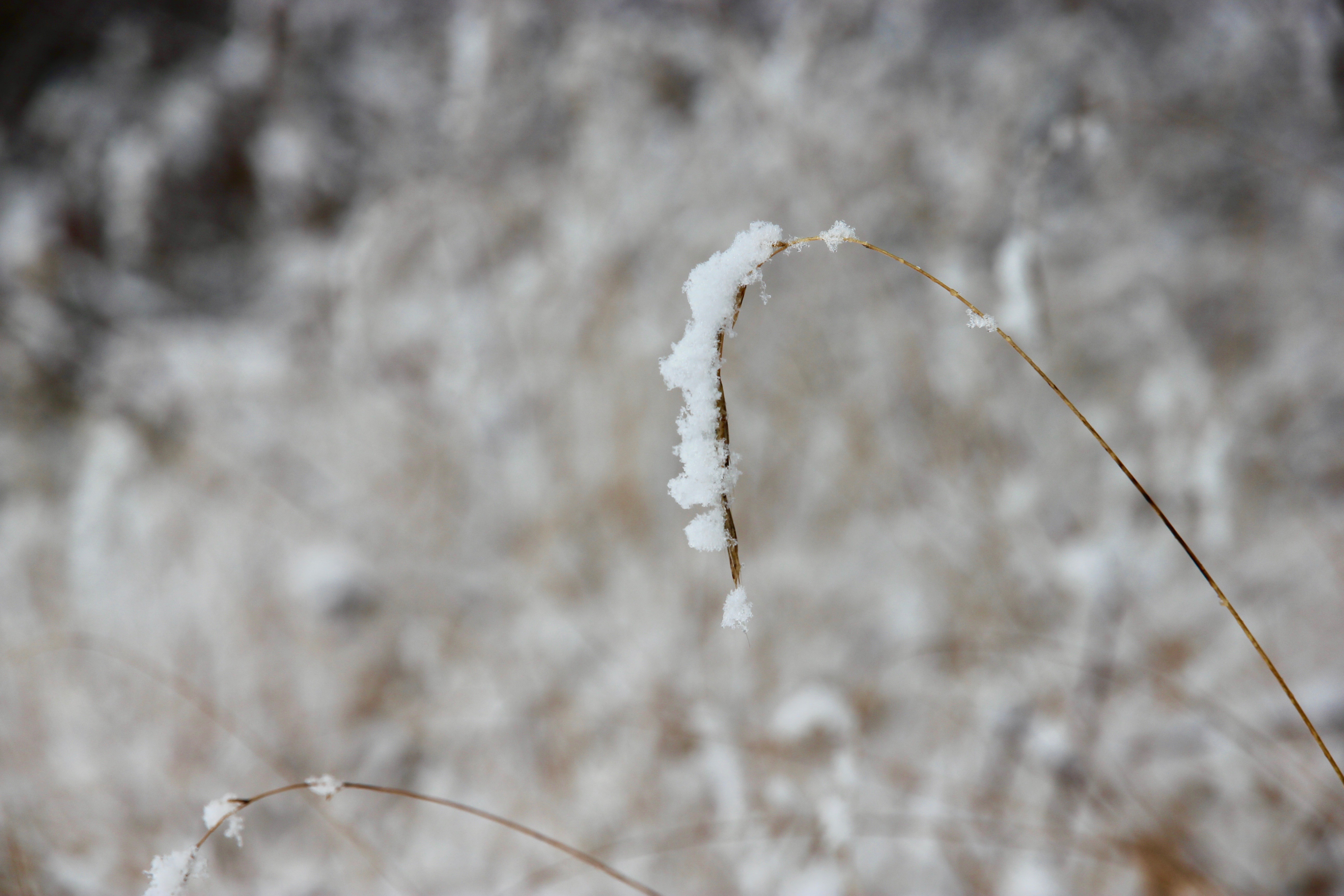 Neve a Zurigo