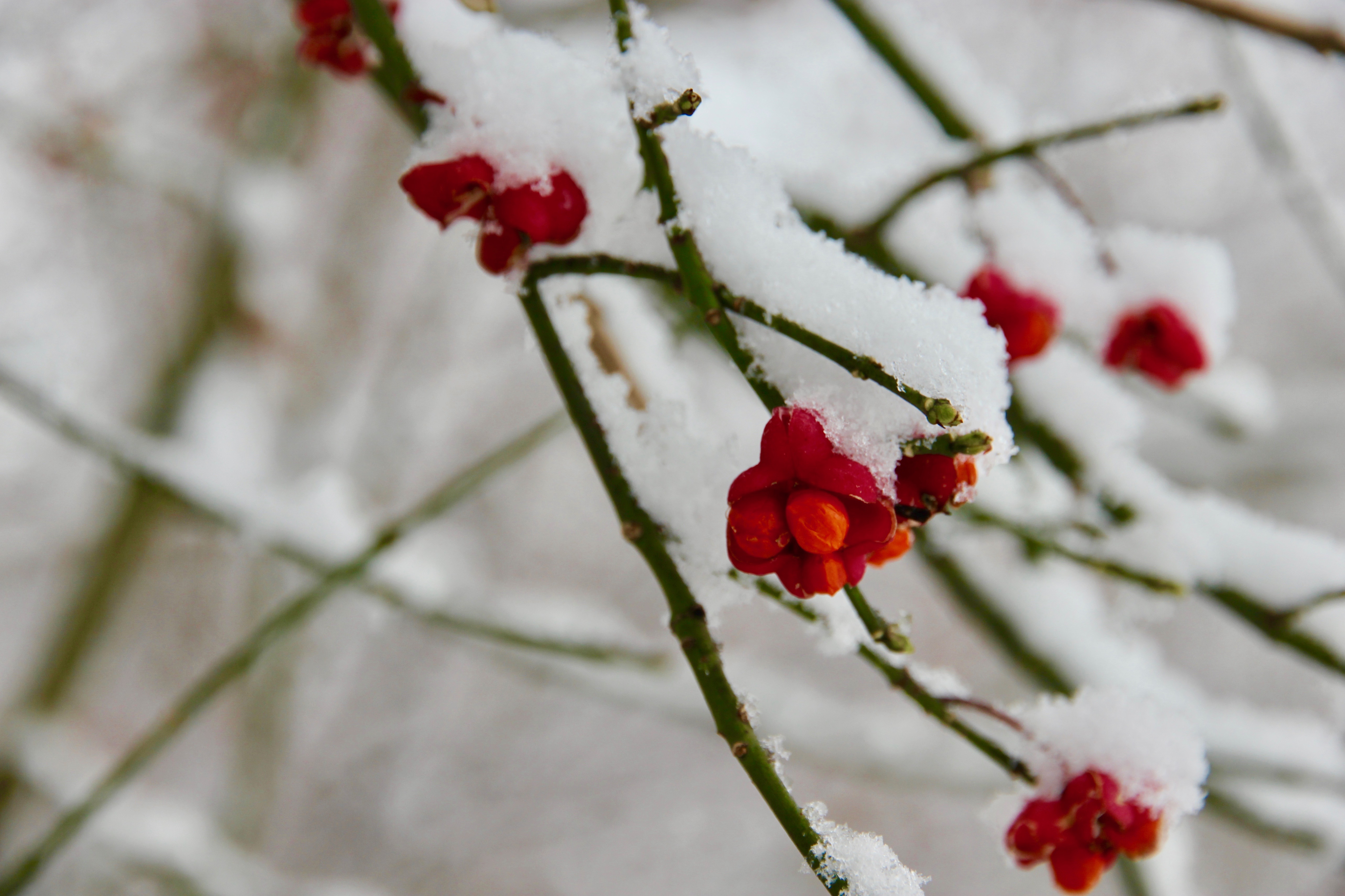 Inverno a Zurigo