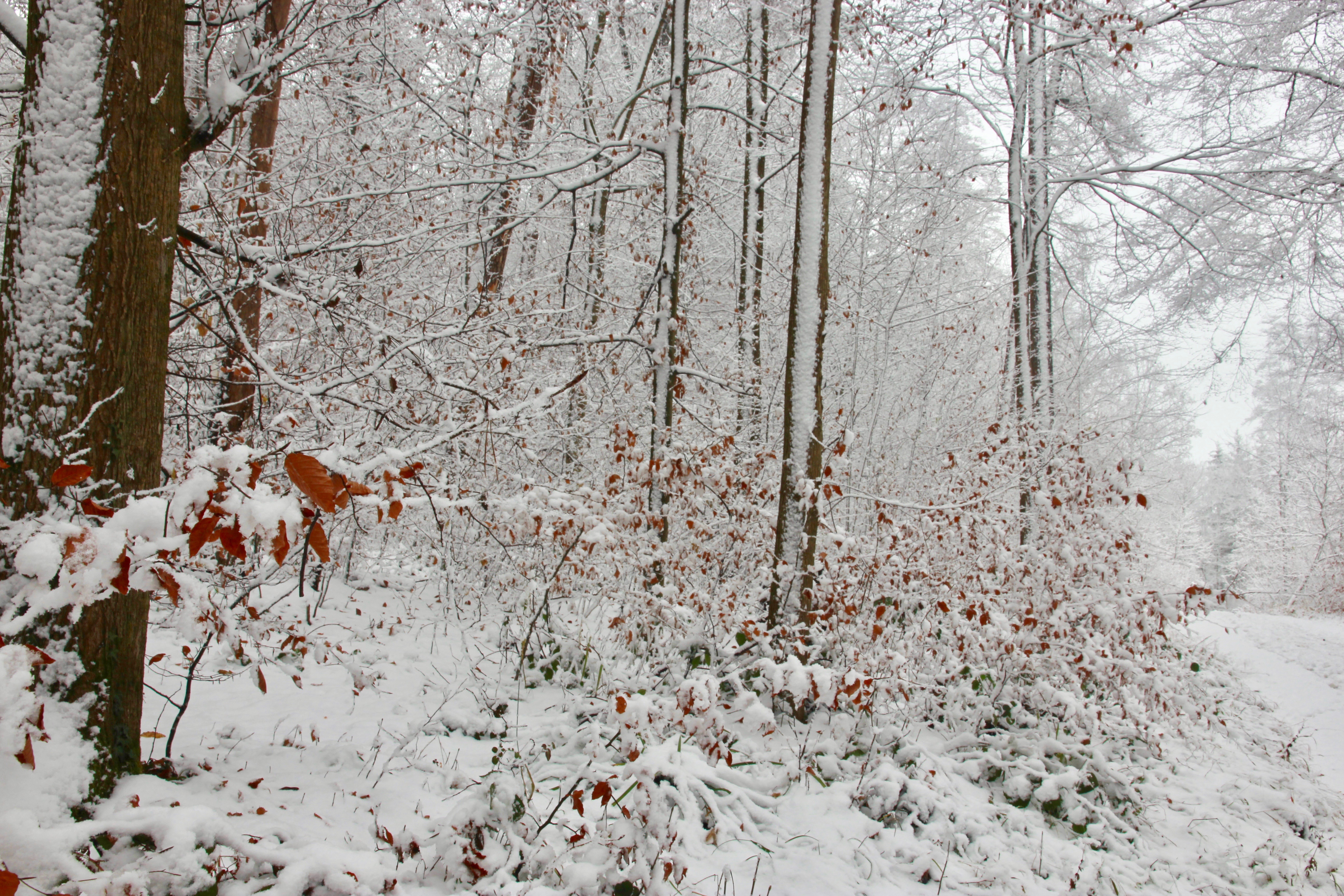 Inverno a Zurigo