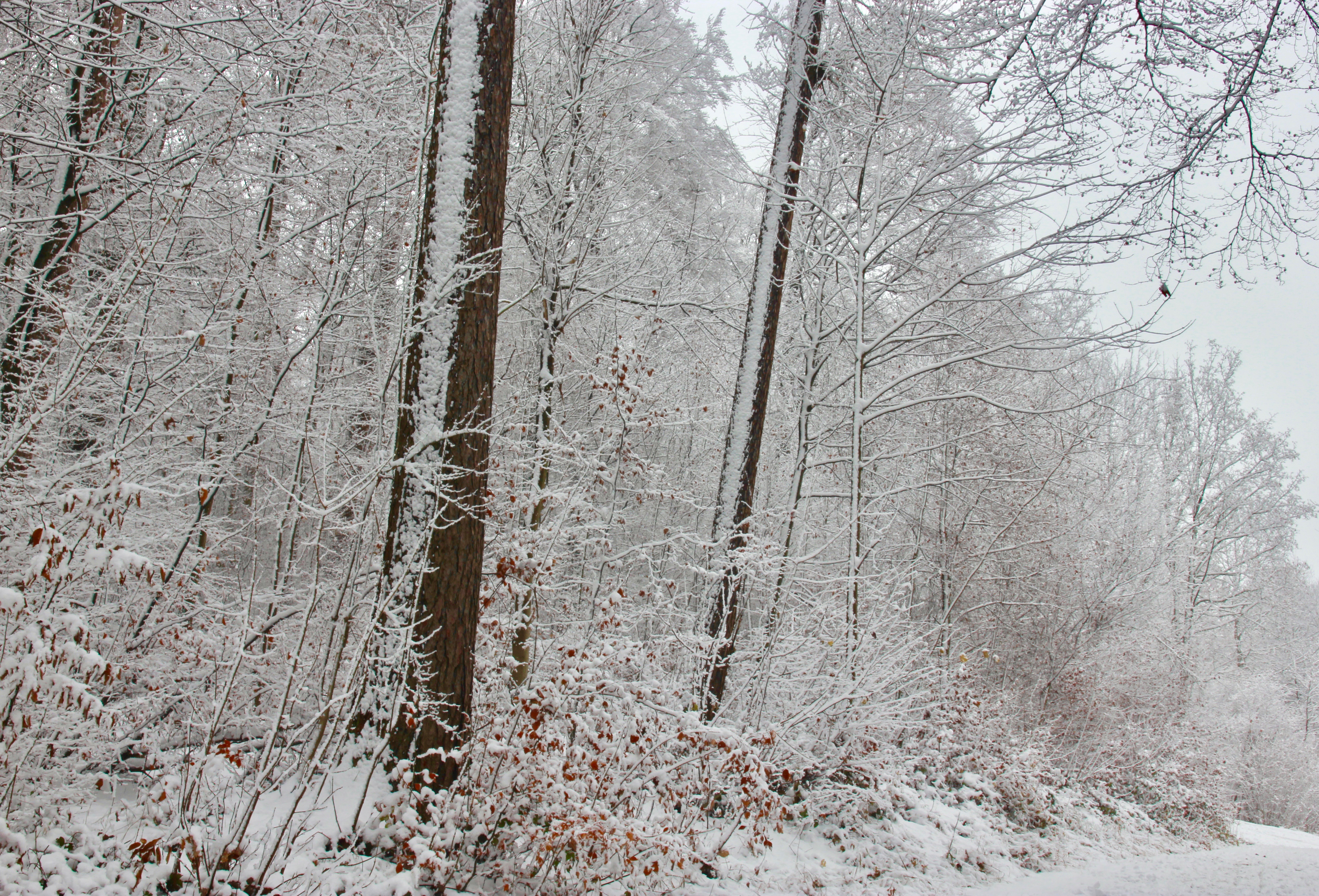 Inverno a Zurigo