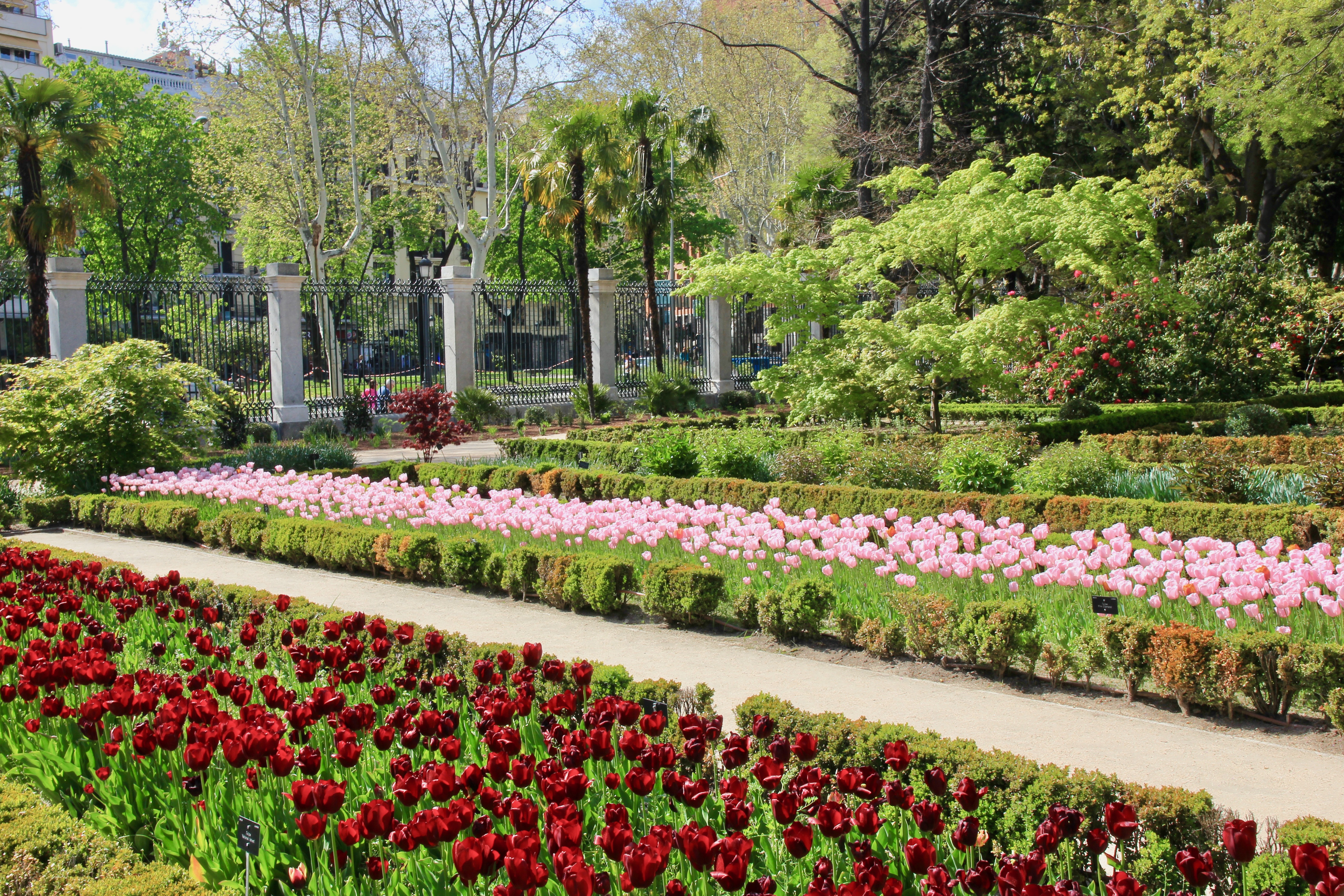 Madrid - tulipani
