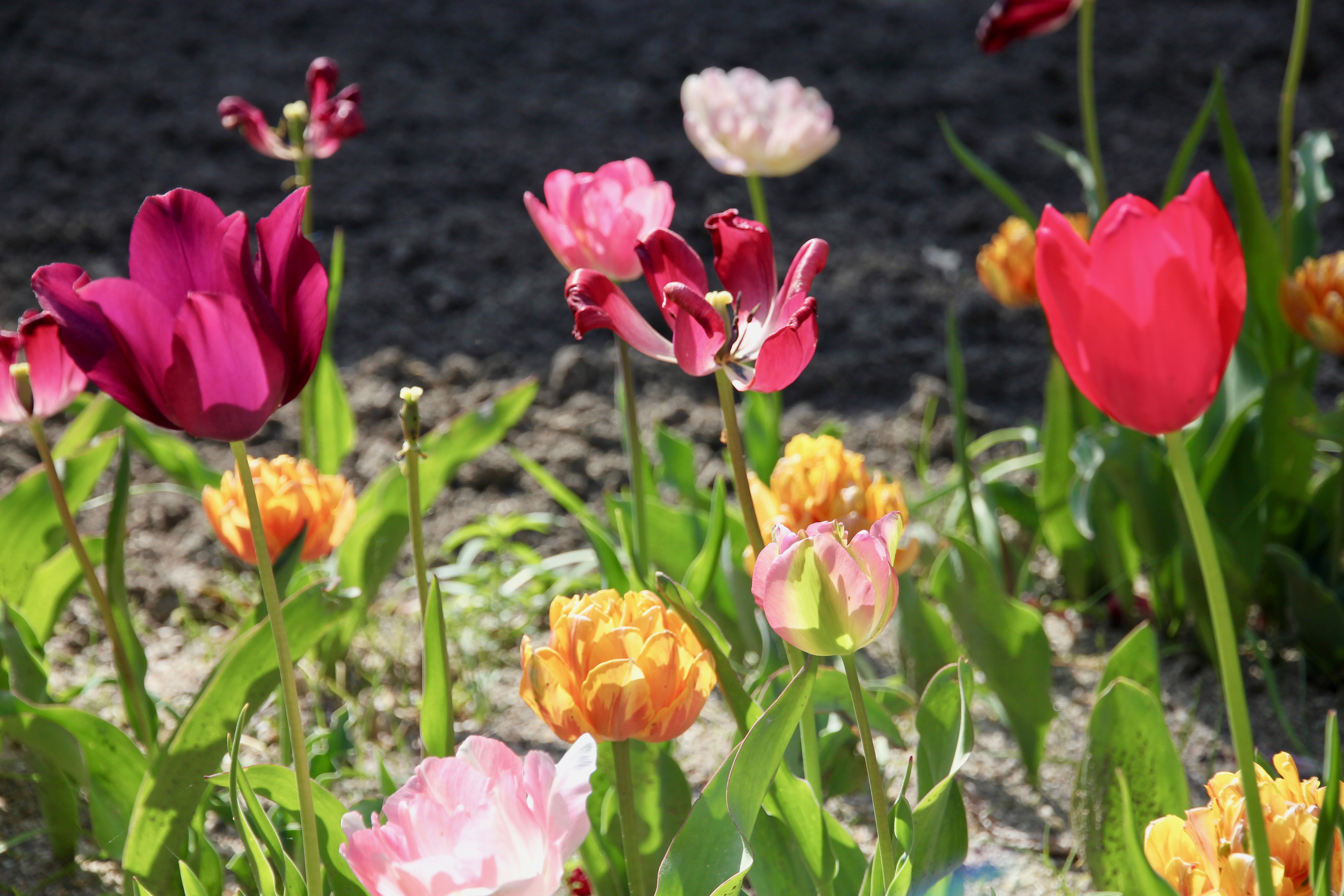 Madrid: giardino botanico reale