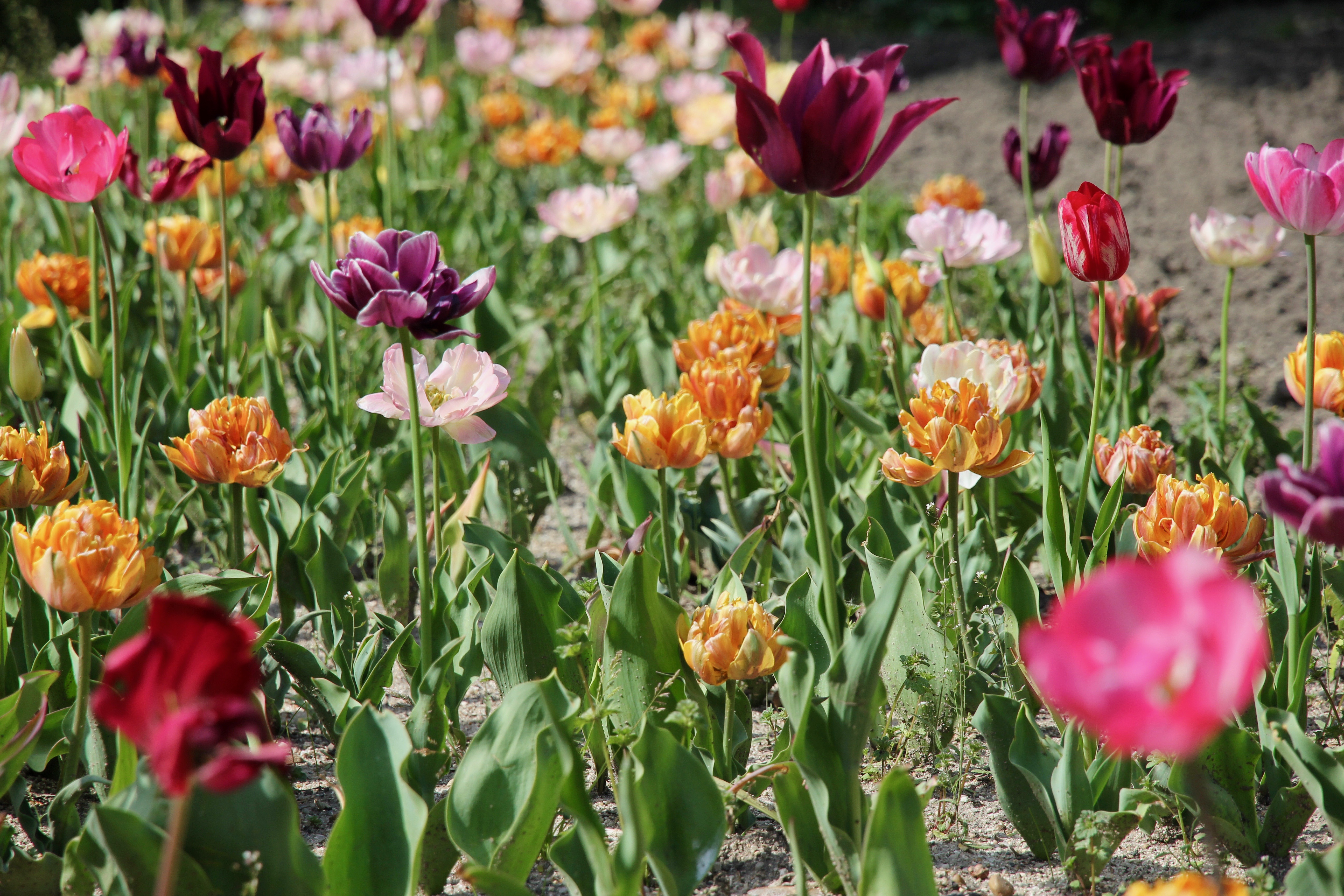 Madrid: tulipani