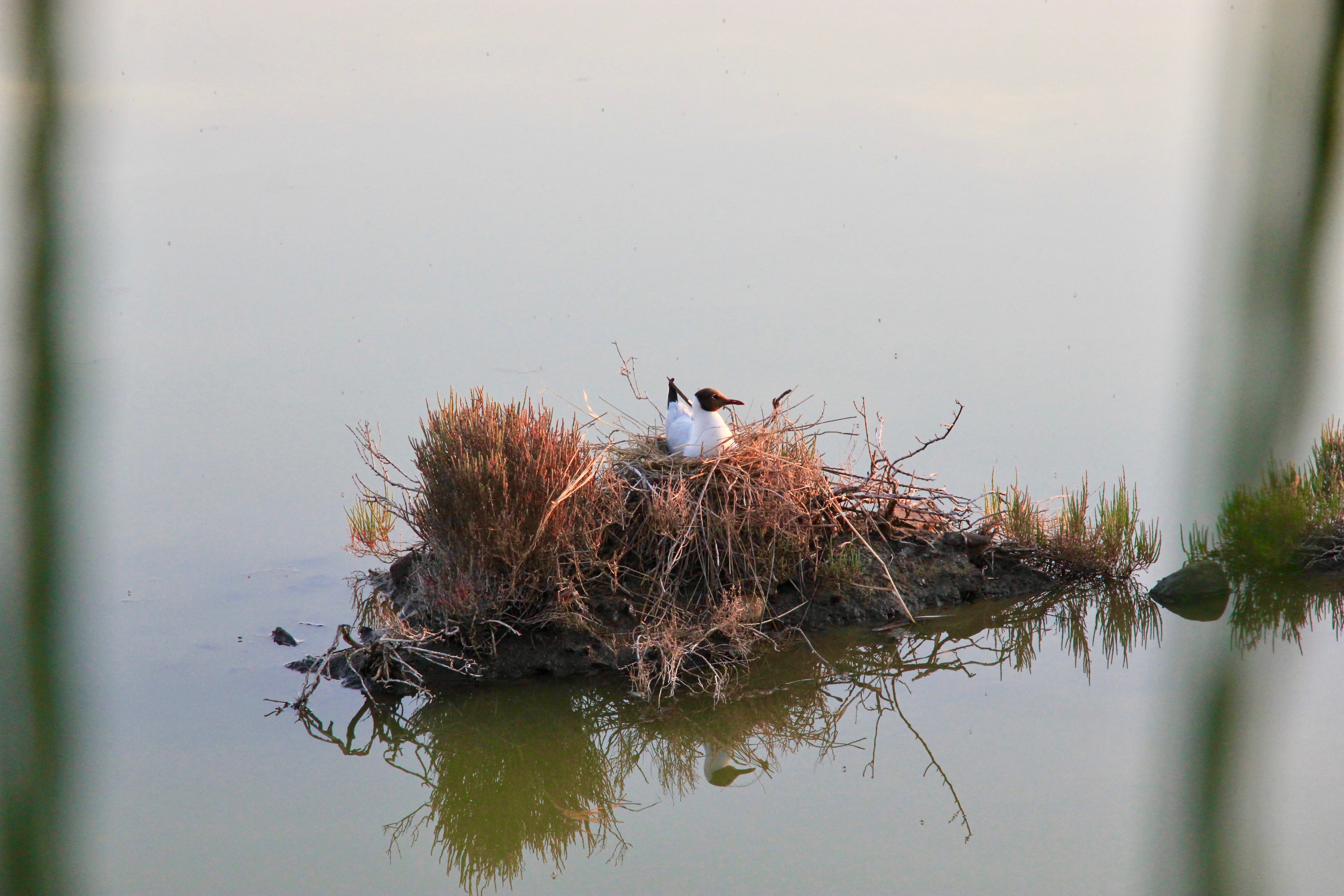 Saline di Cervia al tramonto