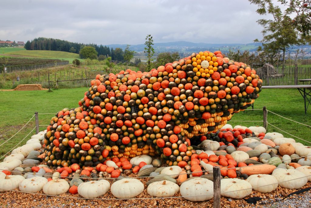 Campi di zucche in Svizzera